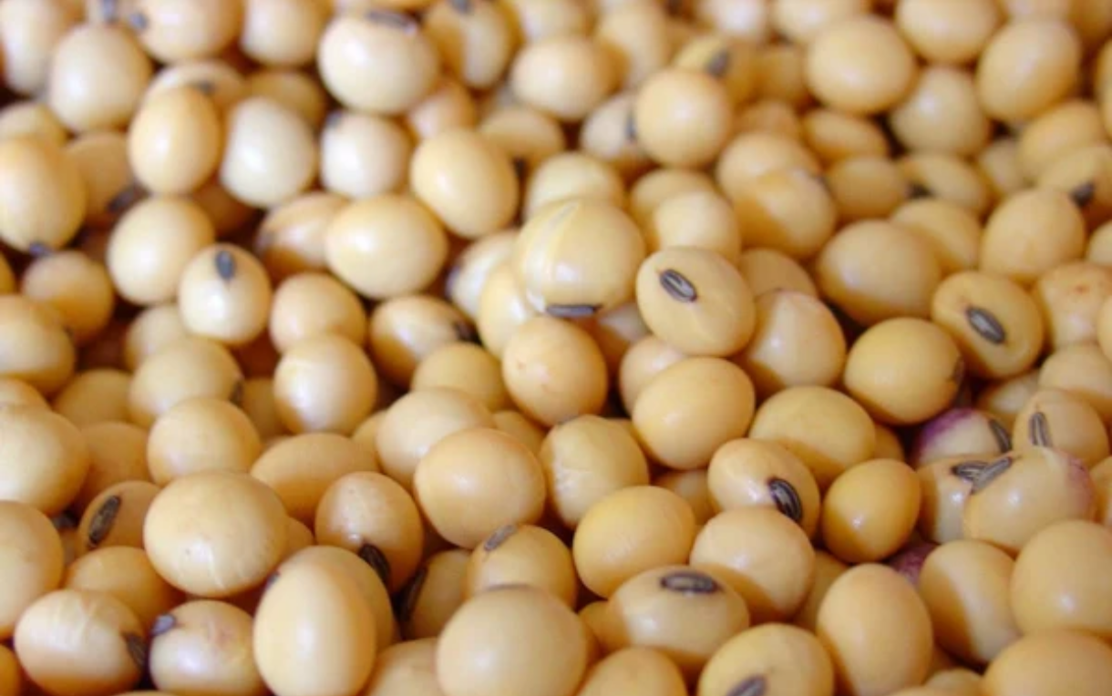 Soyabean Yellow Soybean
