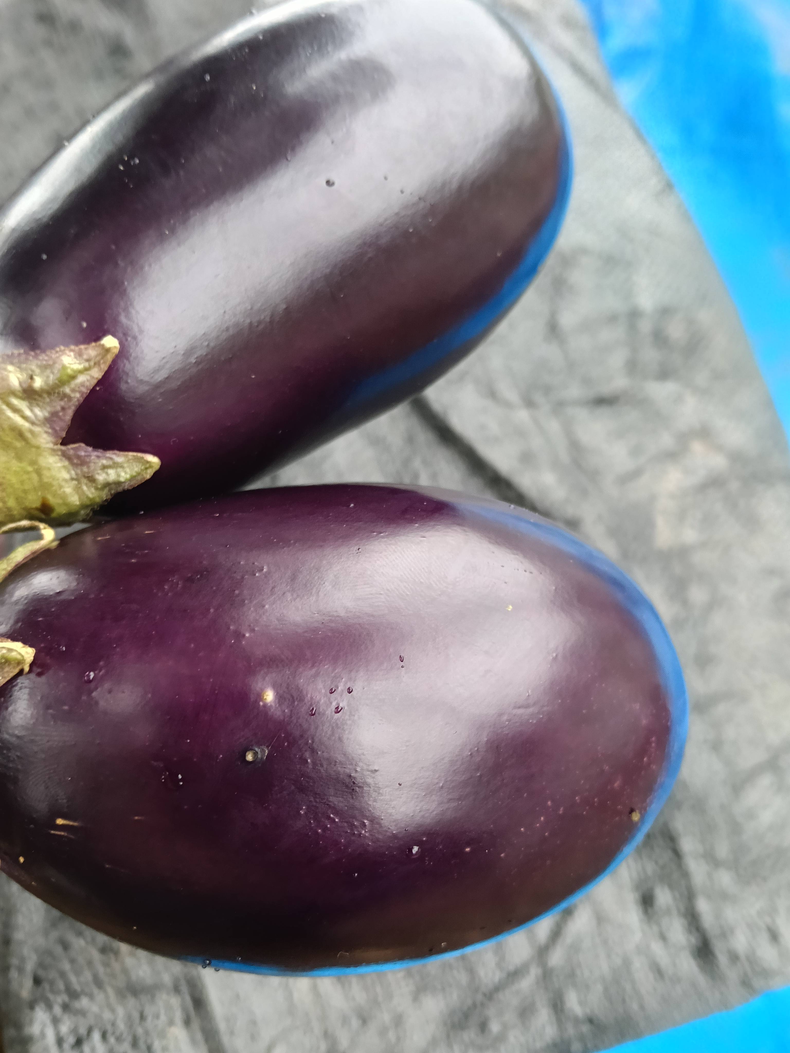 Purple Brinjal बिक्री के लिए, सरगुजा, छत्तीसगढ़