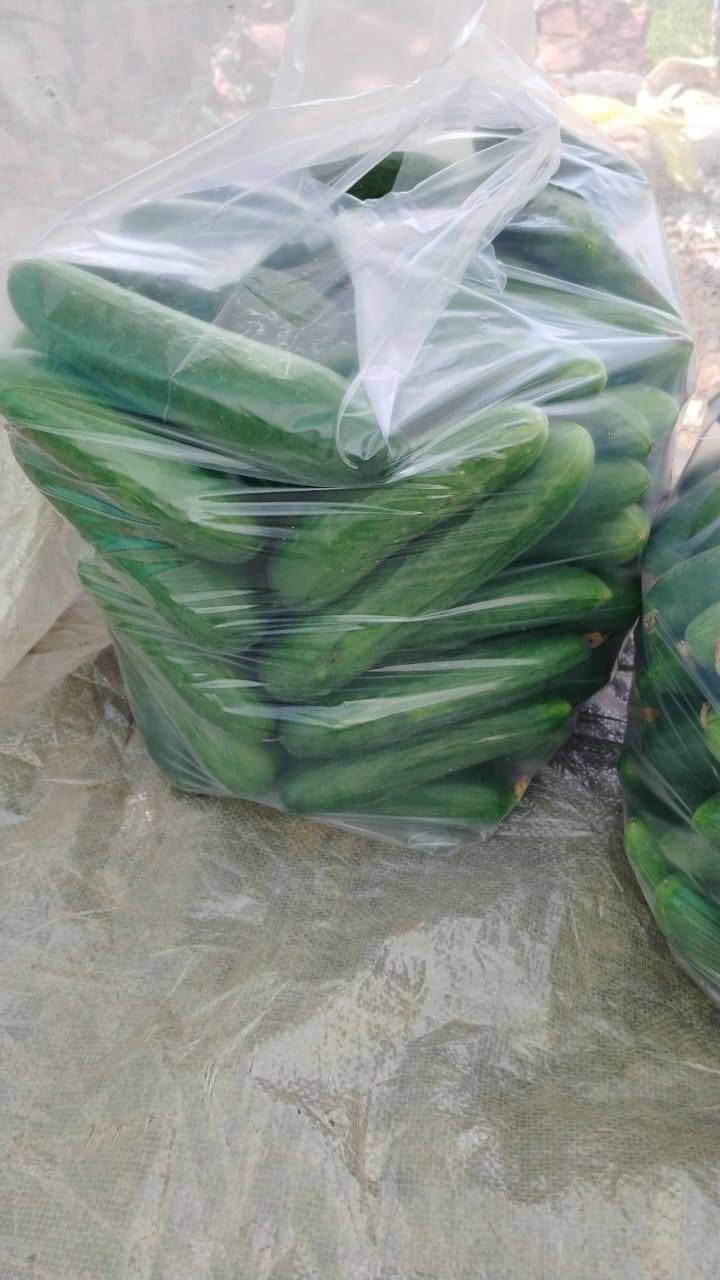 Green Cucumber for sale in Neemuch, Madhya Pradesh