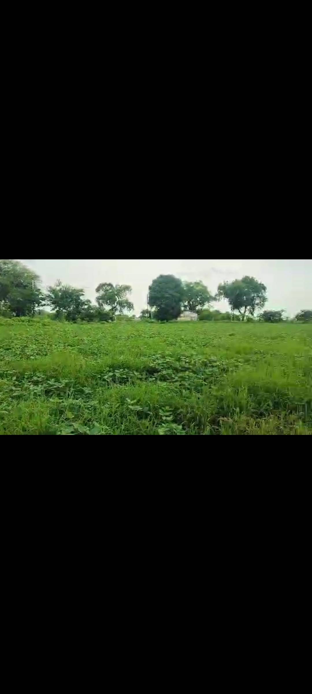 Soyabean Yellow Soybean