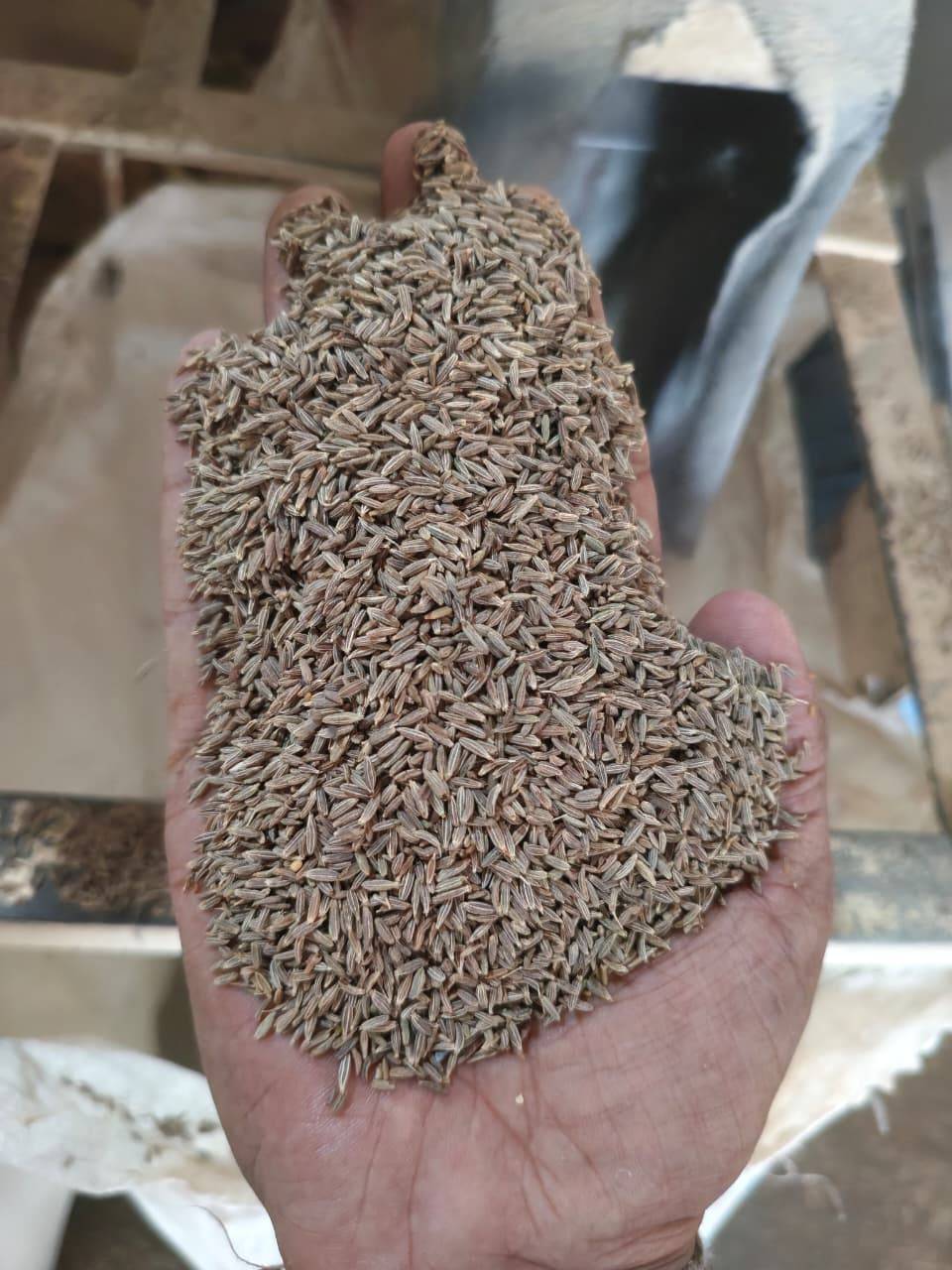 Cumin Black Cumin