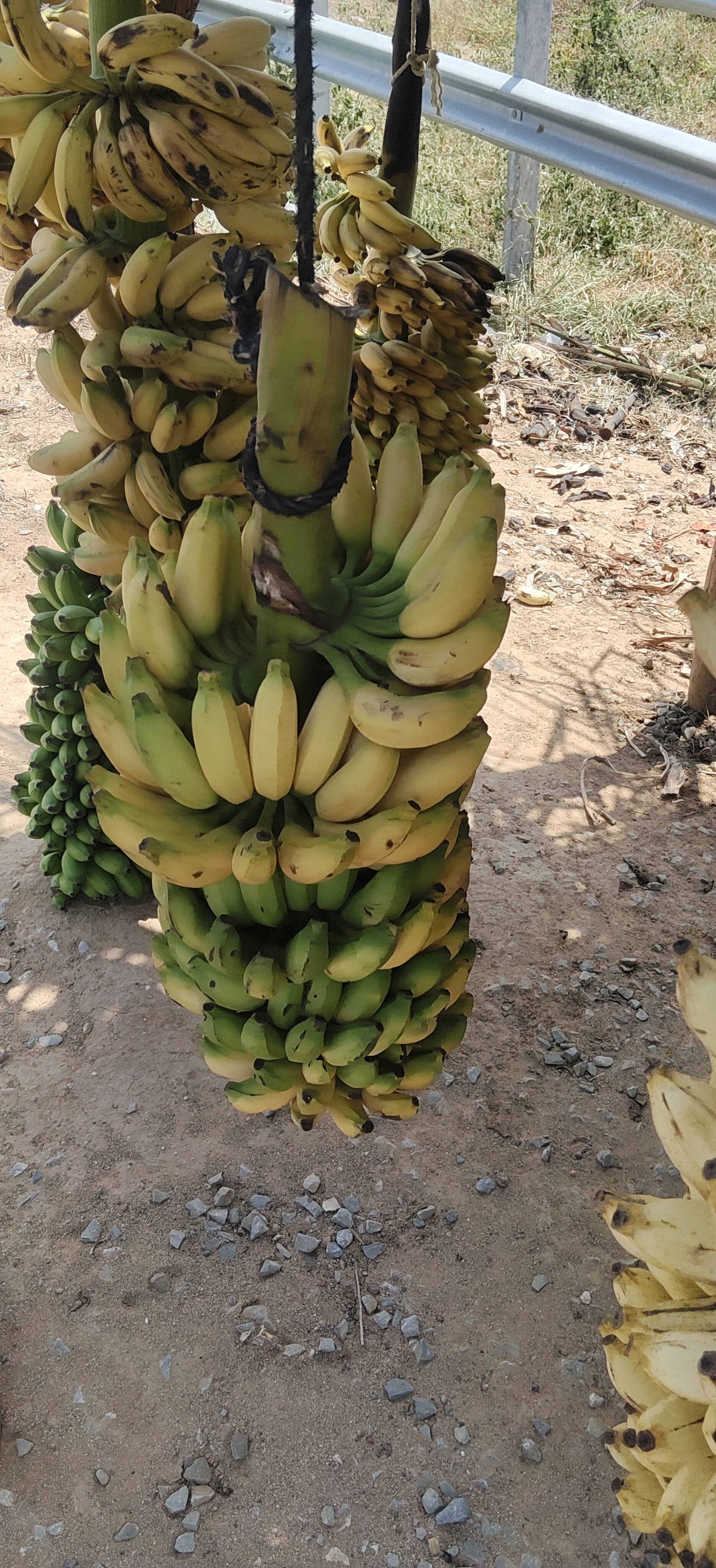 Grand Naine (G9) Banana for sale in Kolar, Karnataka