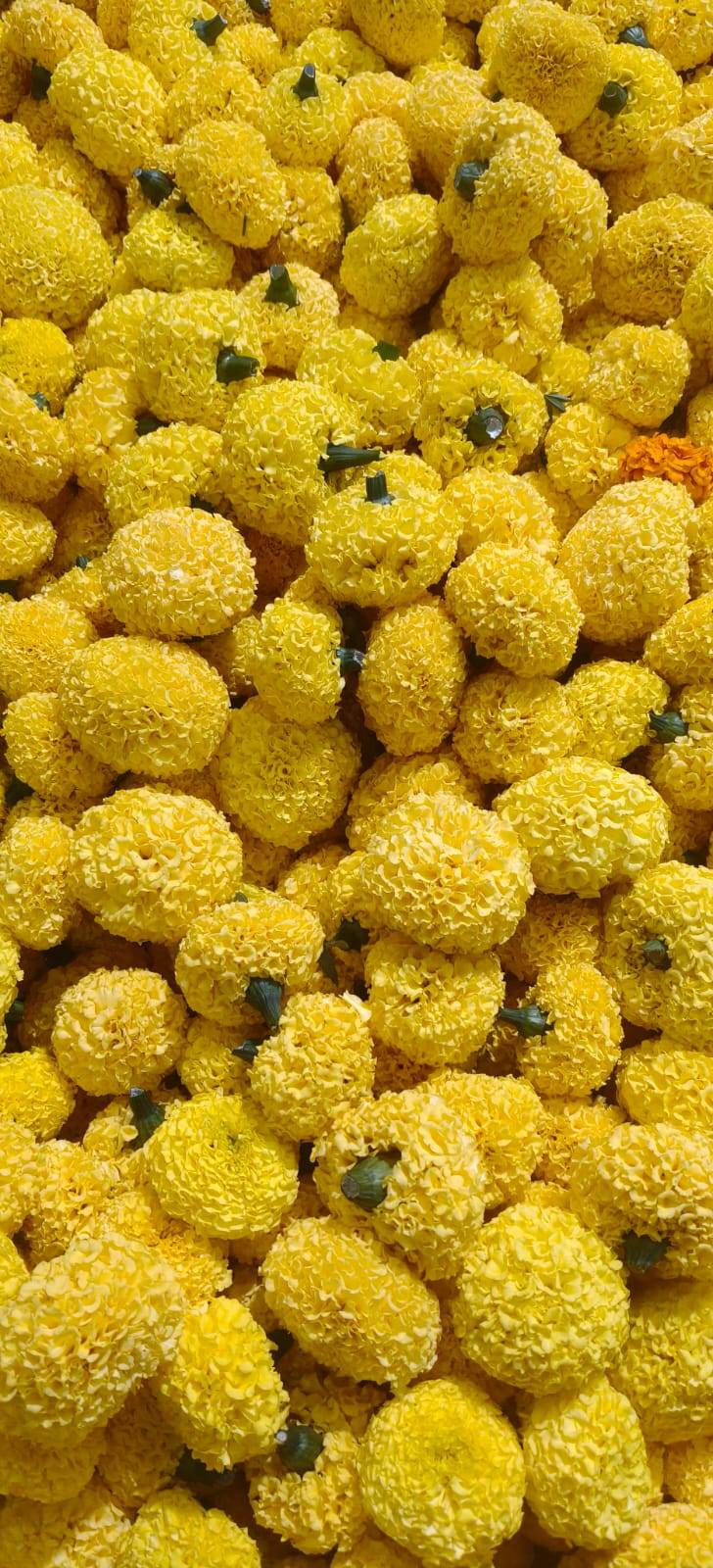 Orange Marigold विक्रीसाठी, सुरेंद्रनगर, गुजरात