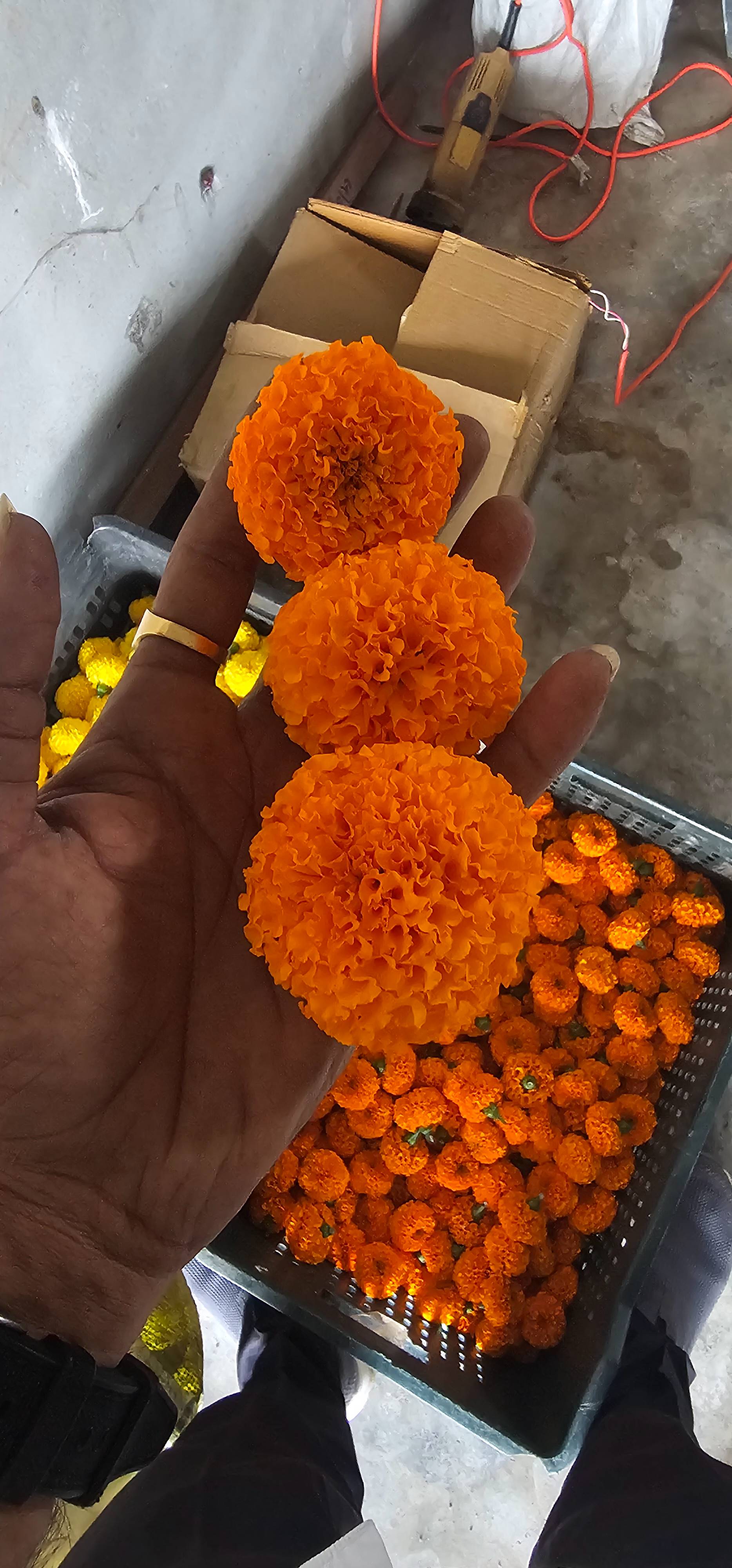 Orange Marigold विक्रीसाठी, सुरेंद्रनगर, गुजरात