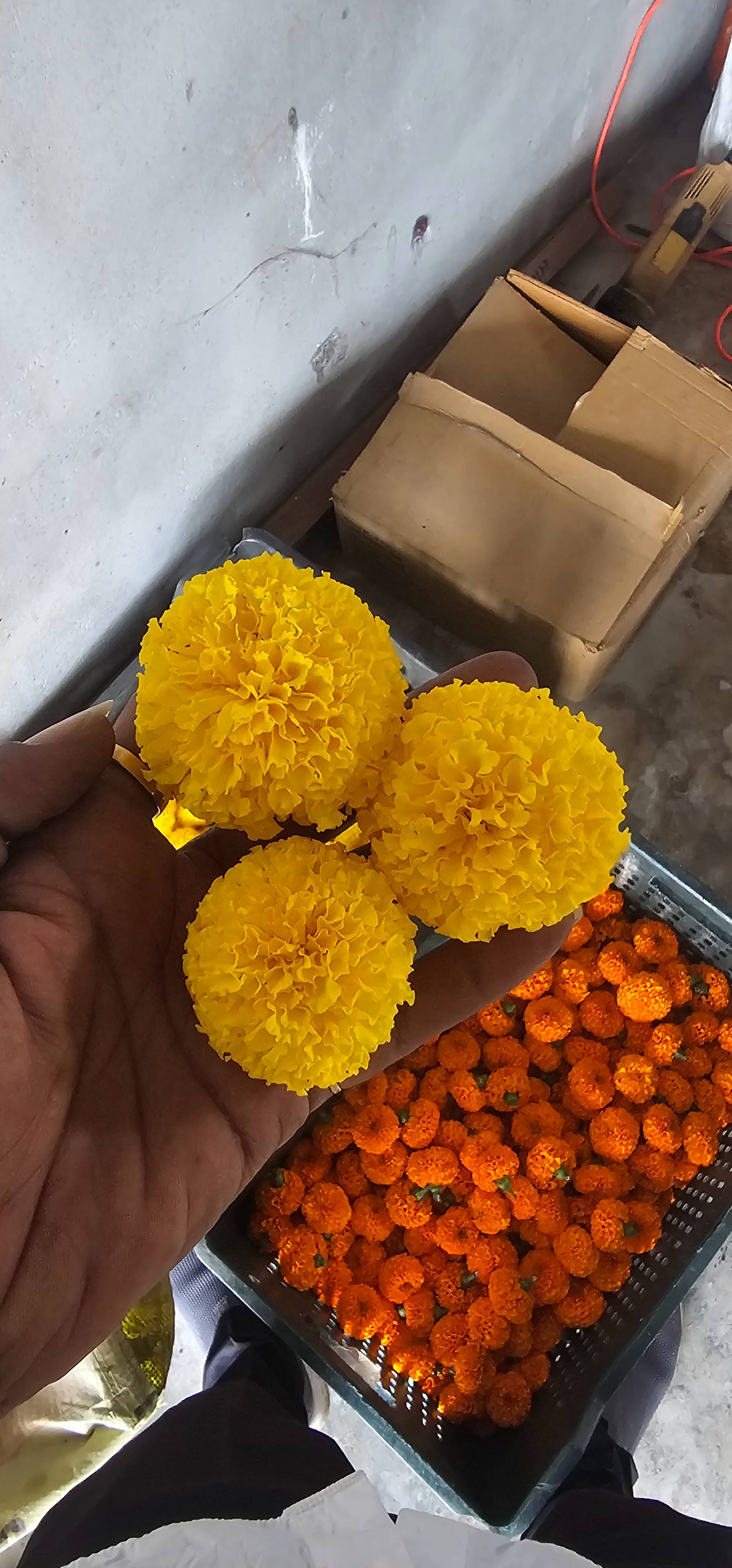 Marigold Orange Marigold