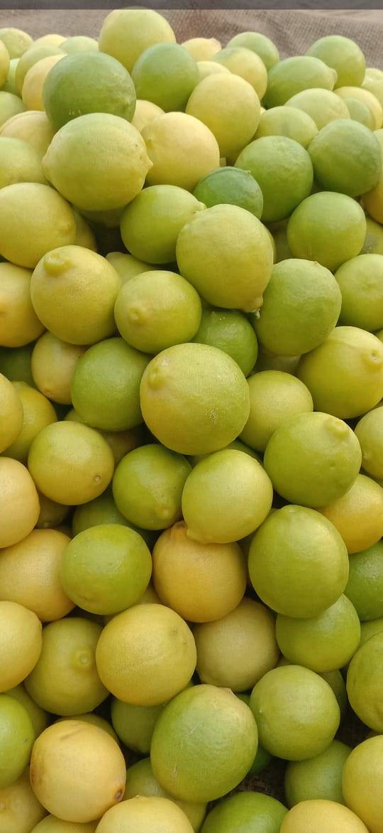 Lemon. Kagzi