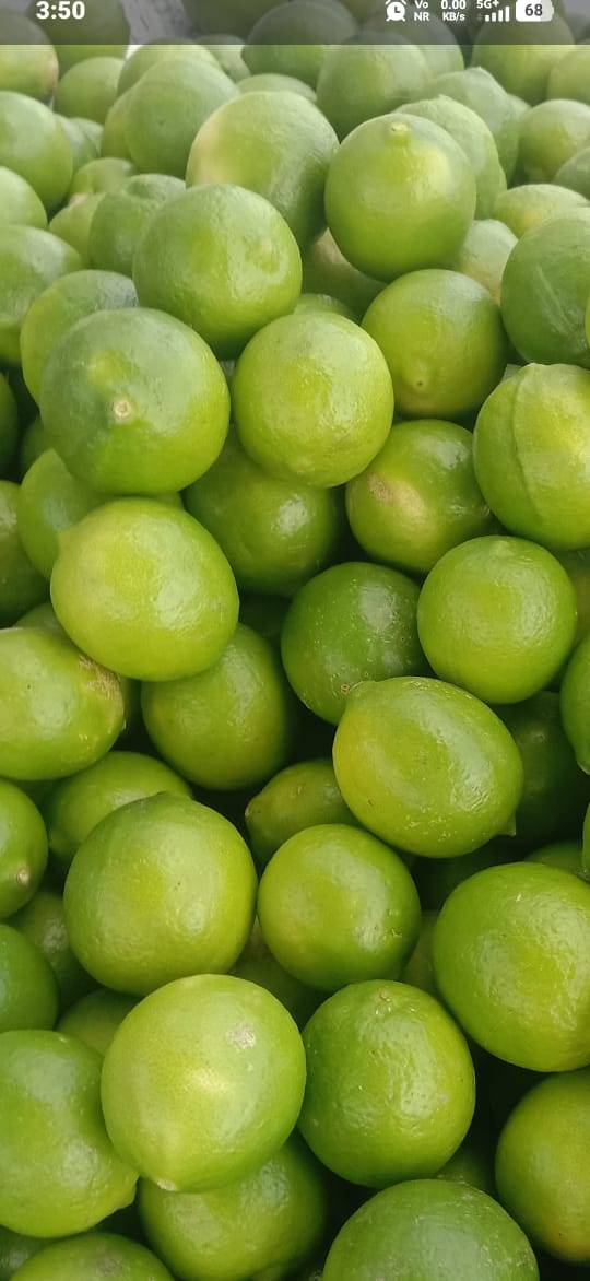 Kagzi बिक्री के लिए, सुरेंद्रनगर, गुजरात
