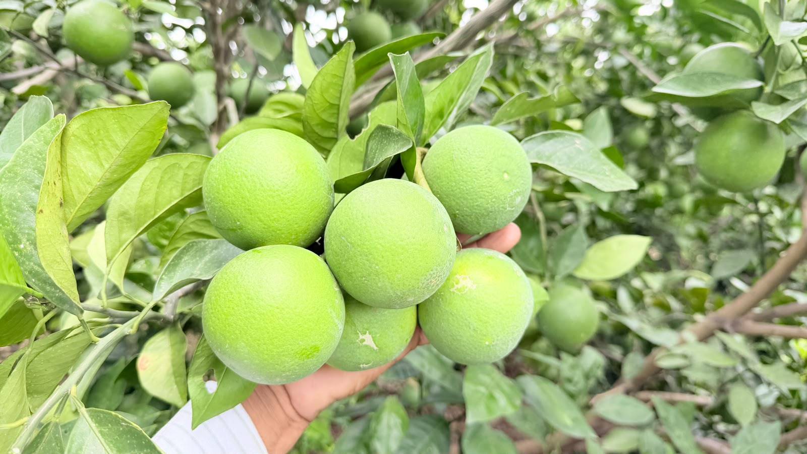 Golden Mousambi विक्रीसाठी, छत्रपती संभाजीनगर, महाराष्ट्र