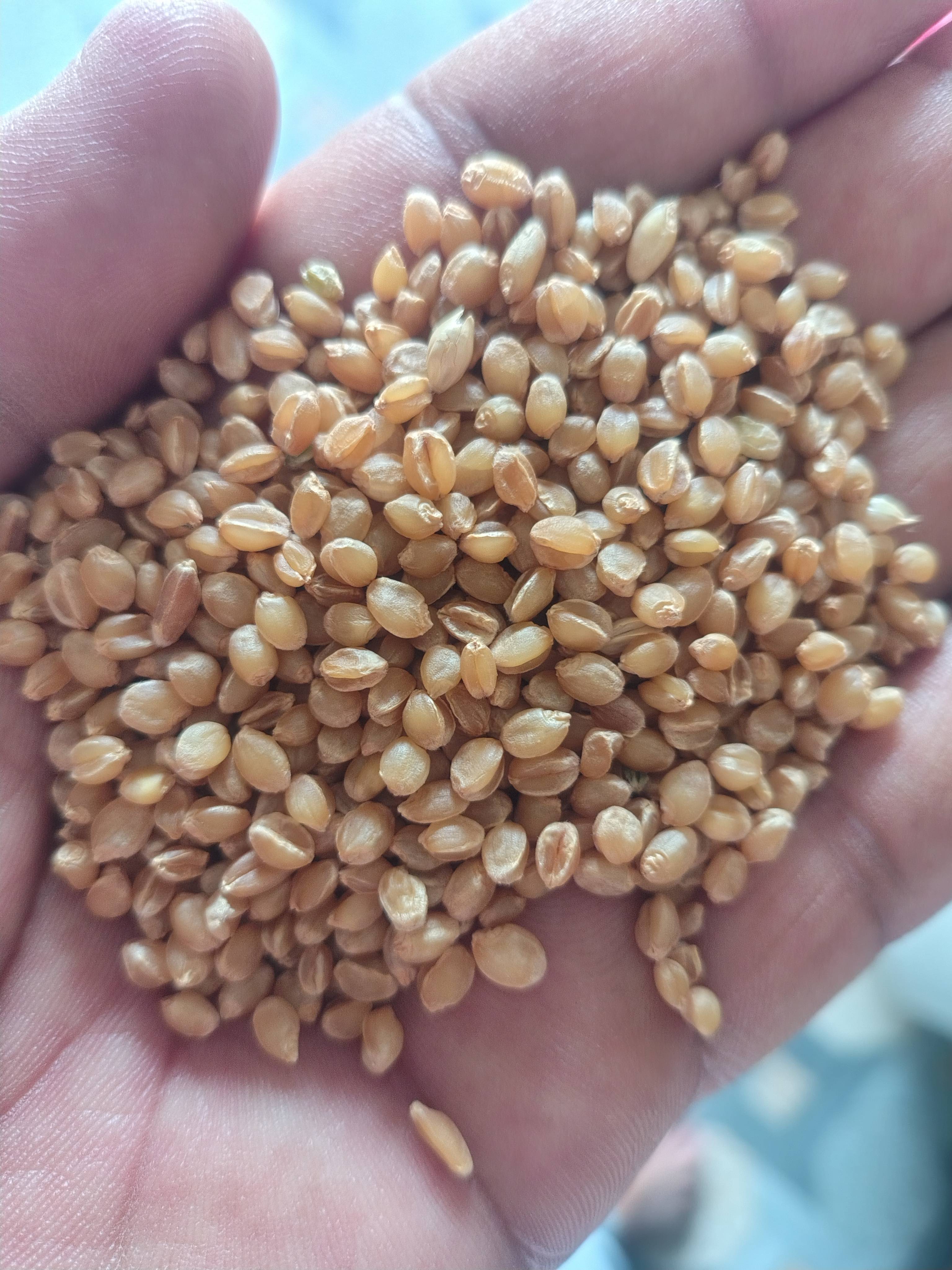 Sona Moti Wheat for sale in Mandsaur, Madhya Pradesh