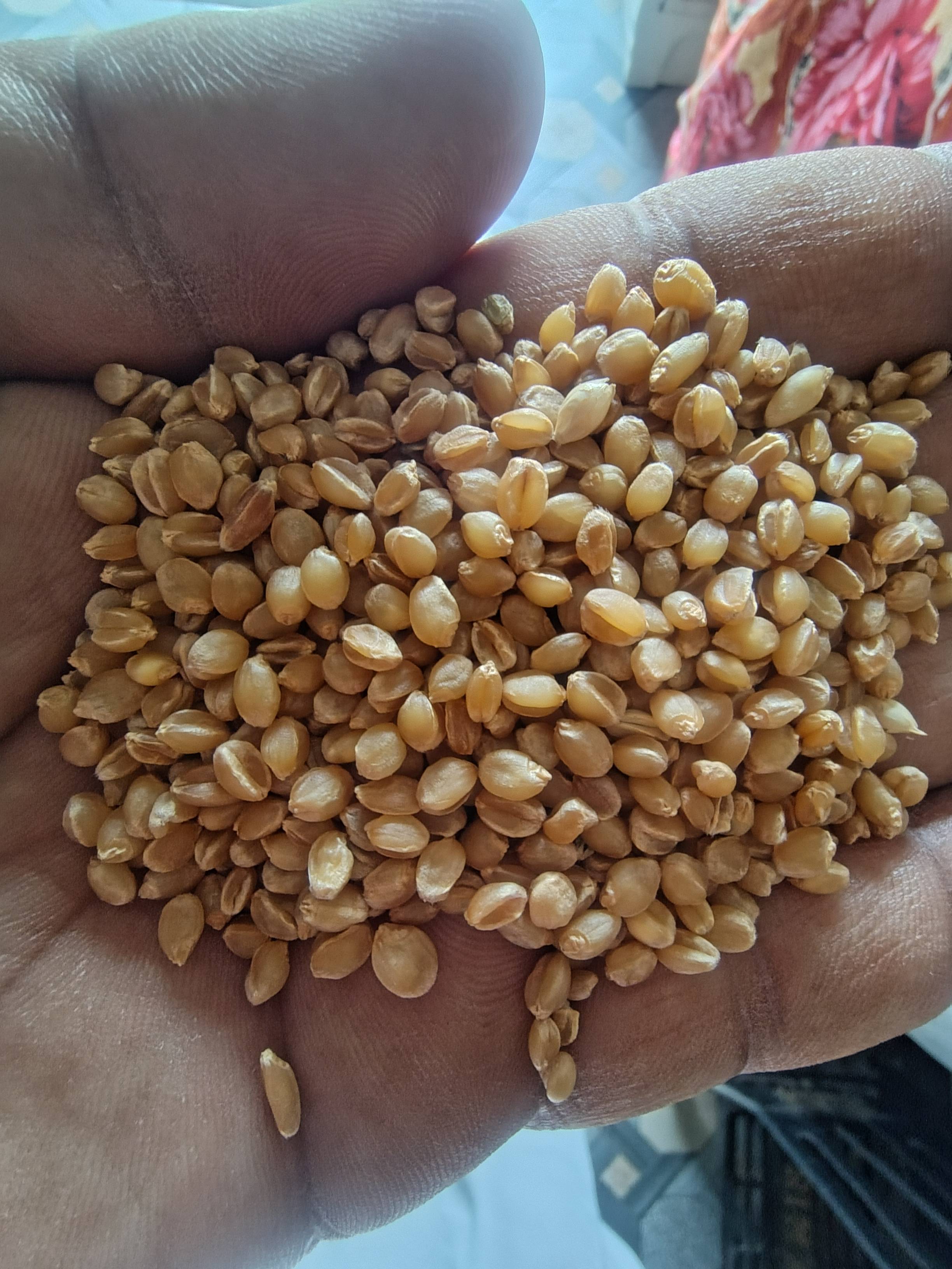 Sona Moti Wheat for sale in Mandsaur, Madhya Pradesh