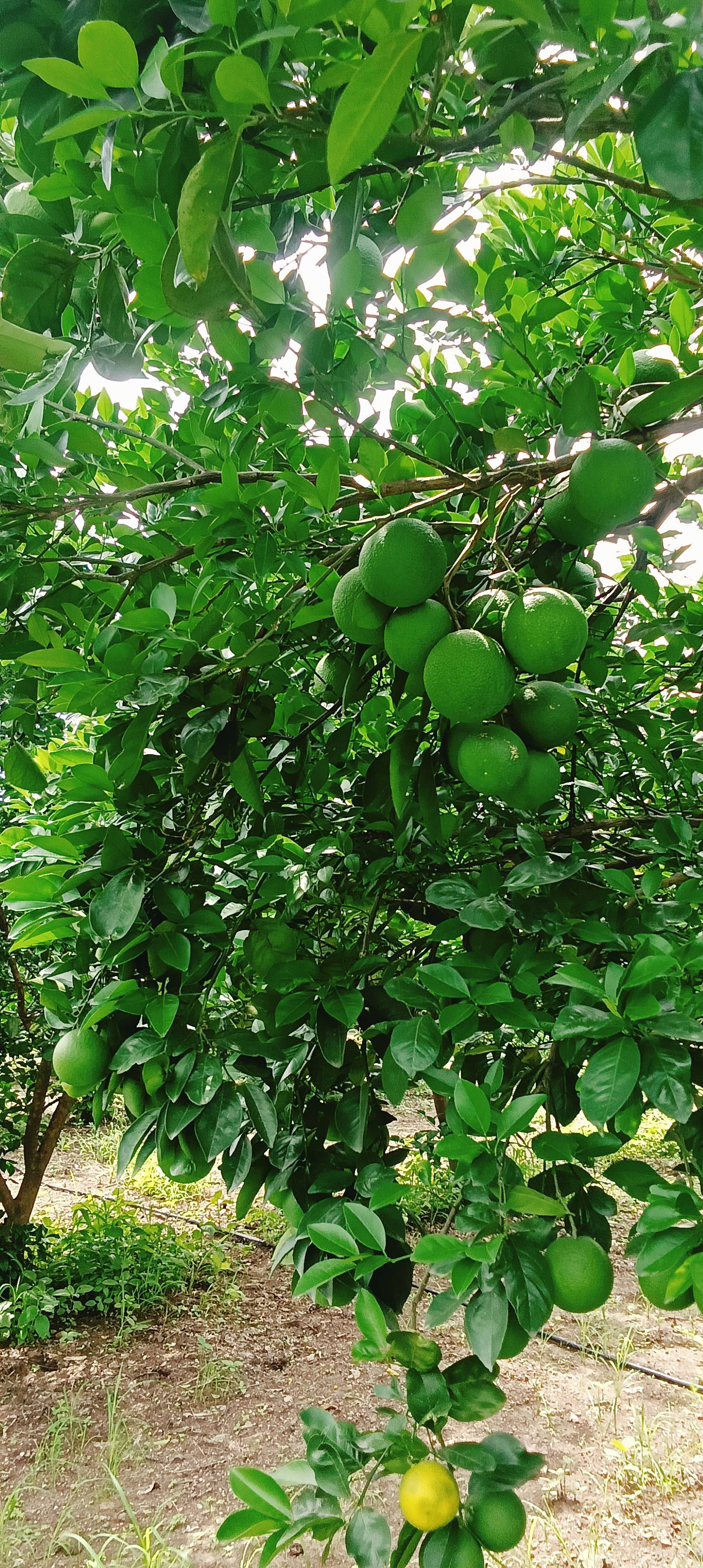 Sweet Lime (Mosambi) Golden Mousambi