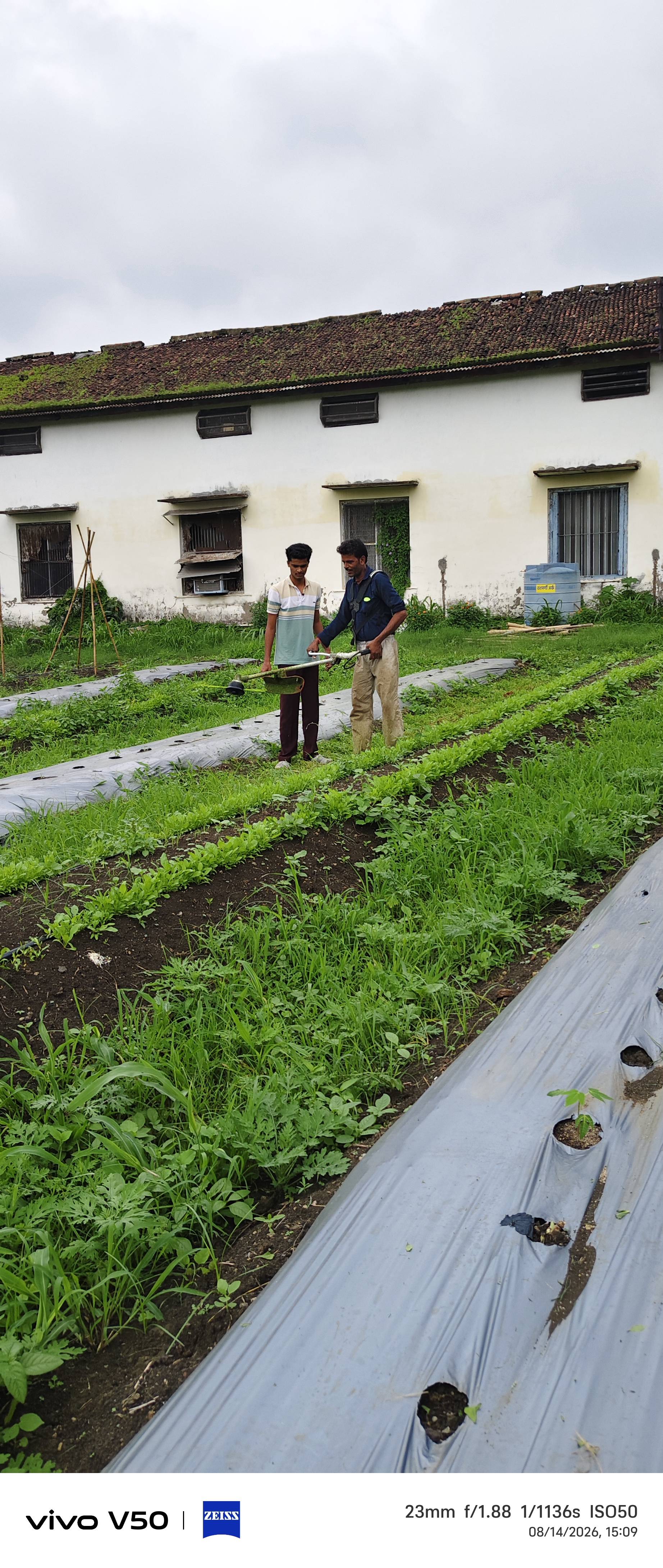 Indian Spinach विक्रीसाठी, इंदौर, मध्य प्रदेश