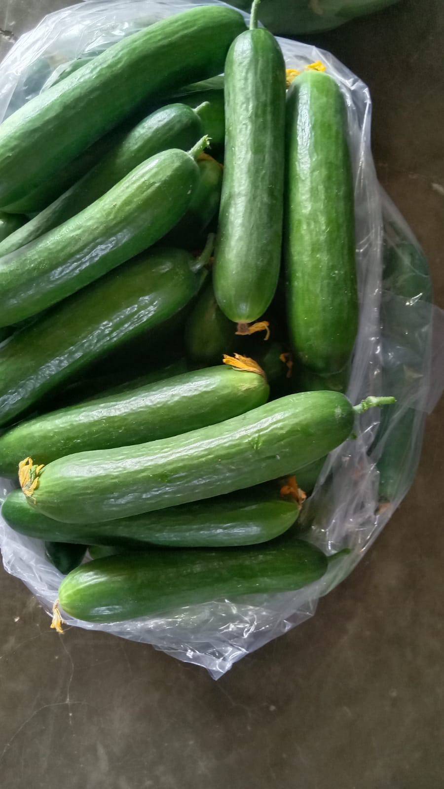 हायड्रोपोनिक काकडी Hydroponic Cucumber