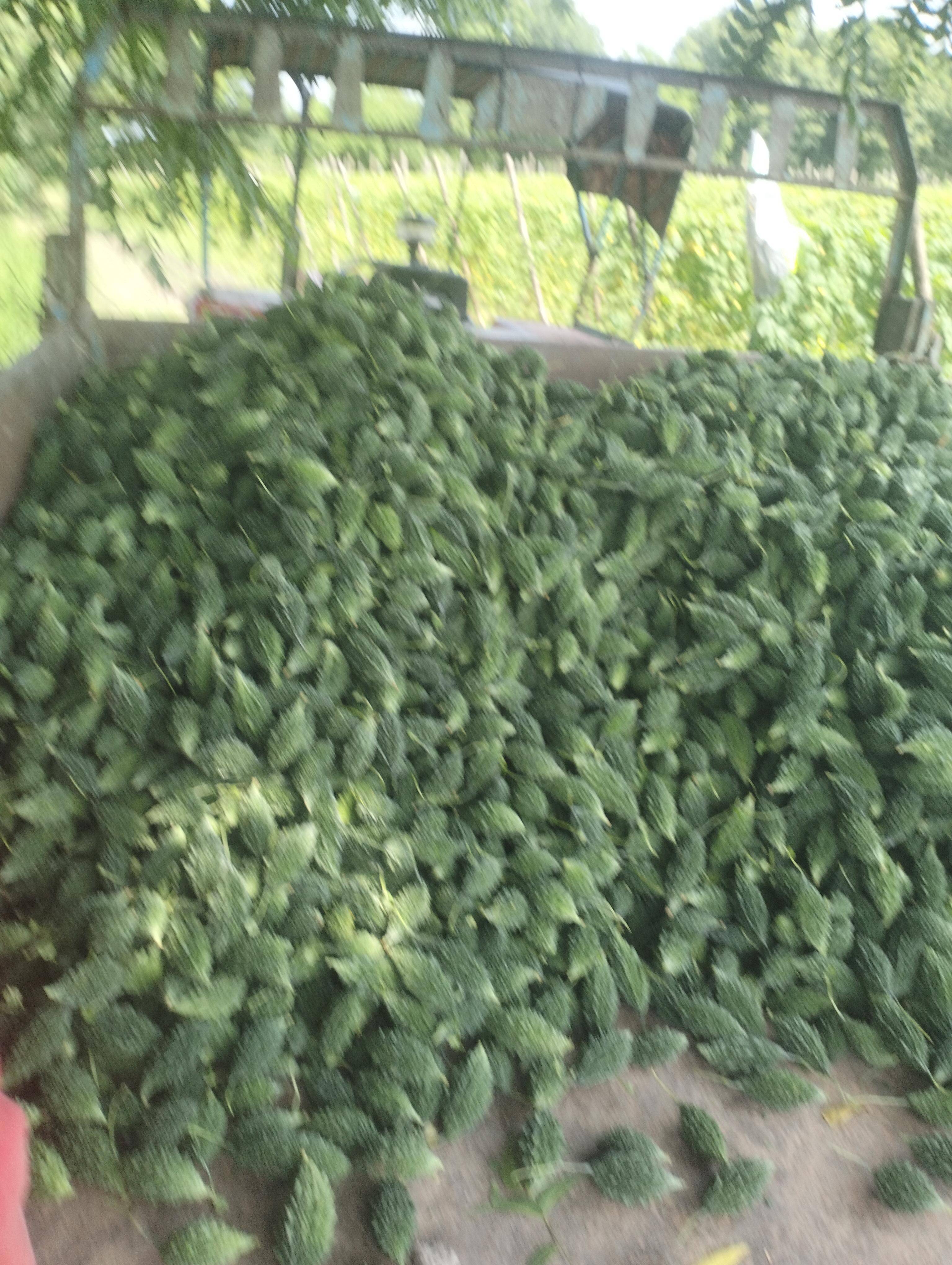 Green Bitter Gourd बिक्री के लिए, अहमदाबाद, गुजरात