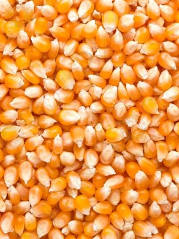 Flour Corn for sale in Chhatrapati Sambhajinagar, Maharashtra
