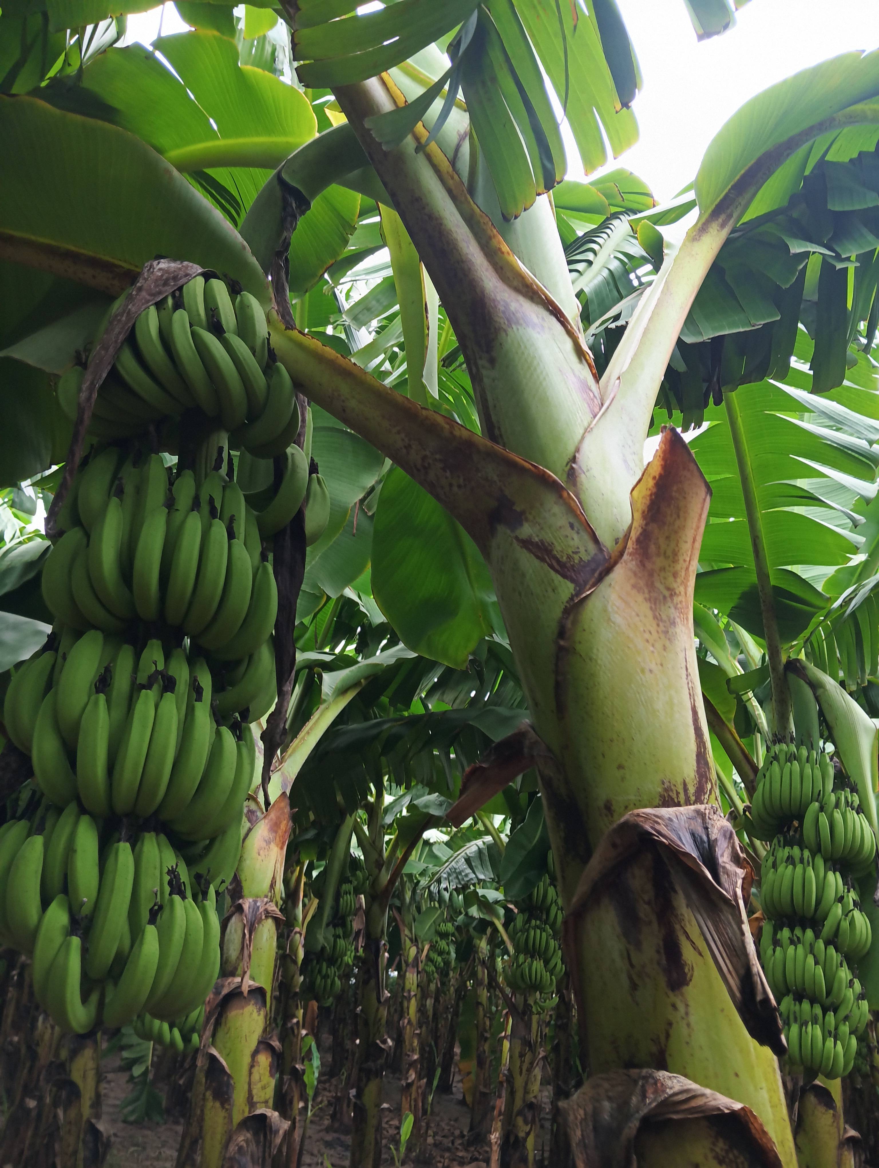 Banana Green Banana