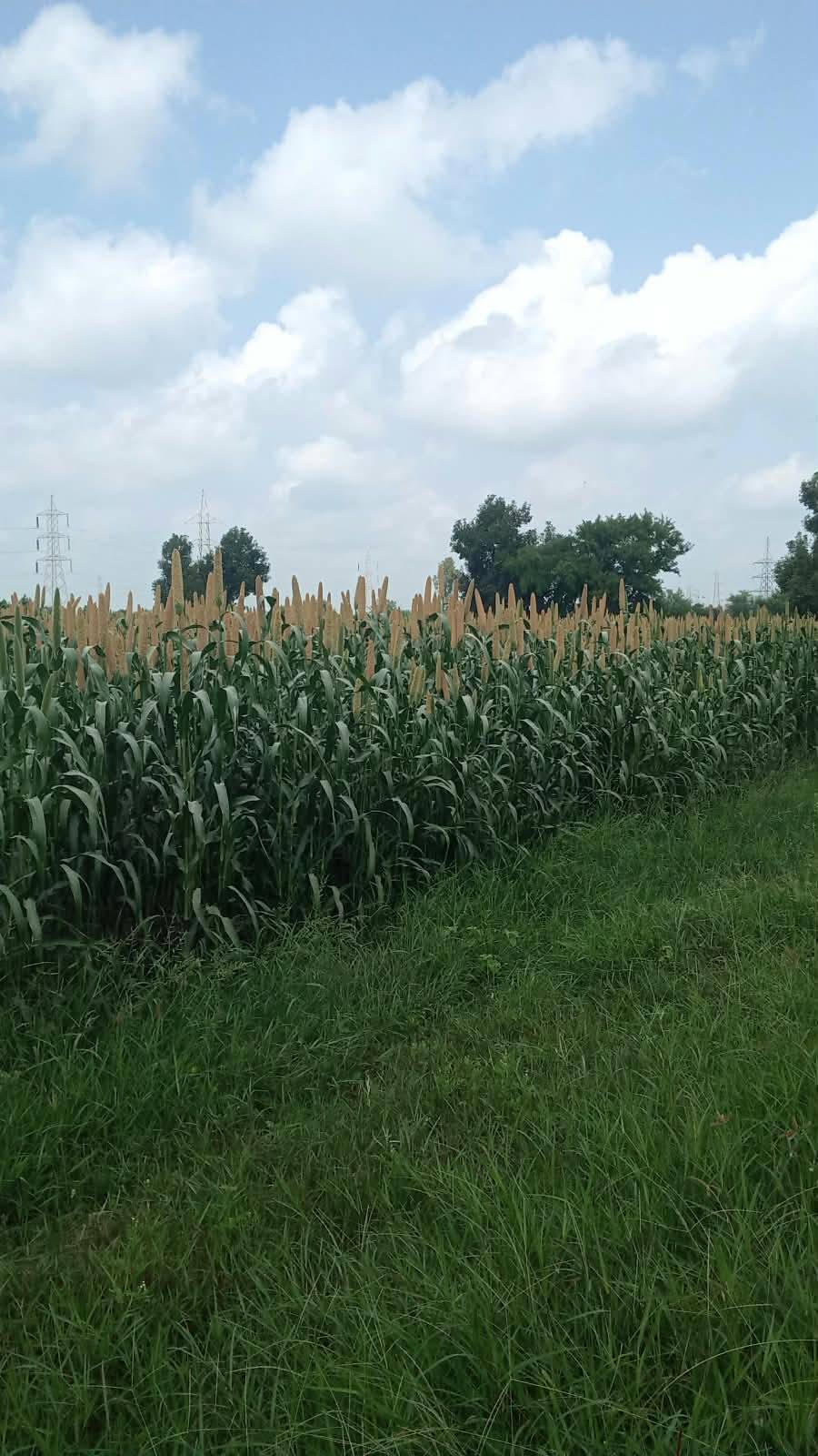 Pearl Millet (Bajra) बिक्री के लिए, आणंद, गुजरात