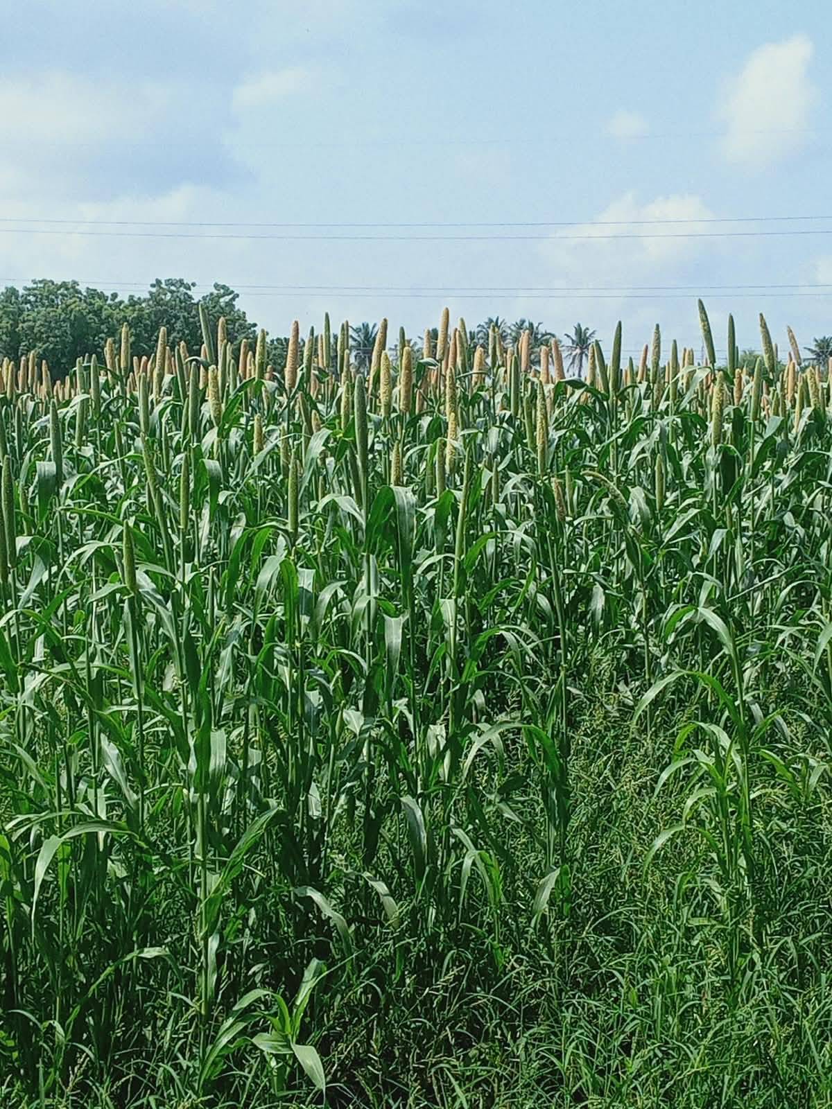 Pearl Millet (Bajra) बिक्री के लिए, आणंद, गुजरात