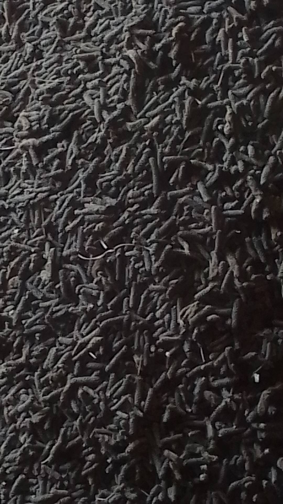 Indian Long Pepper for sale in Amravati, Maharashtra