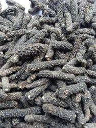 Indian Long Pepper for sale in Amravati, Maharashtra