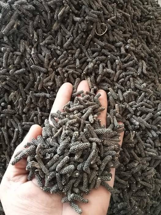 Long Pepper (Pippali) Indian Long Pepper