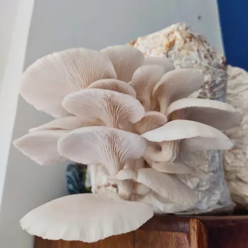 Oyster Mushroom for sale in Ajmer, Rajasthan