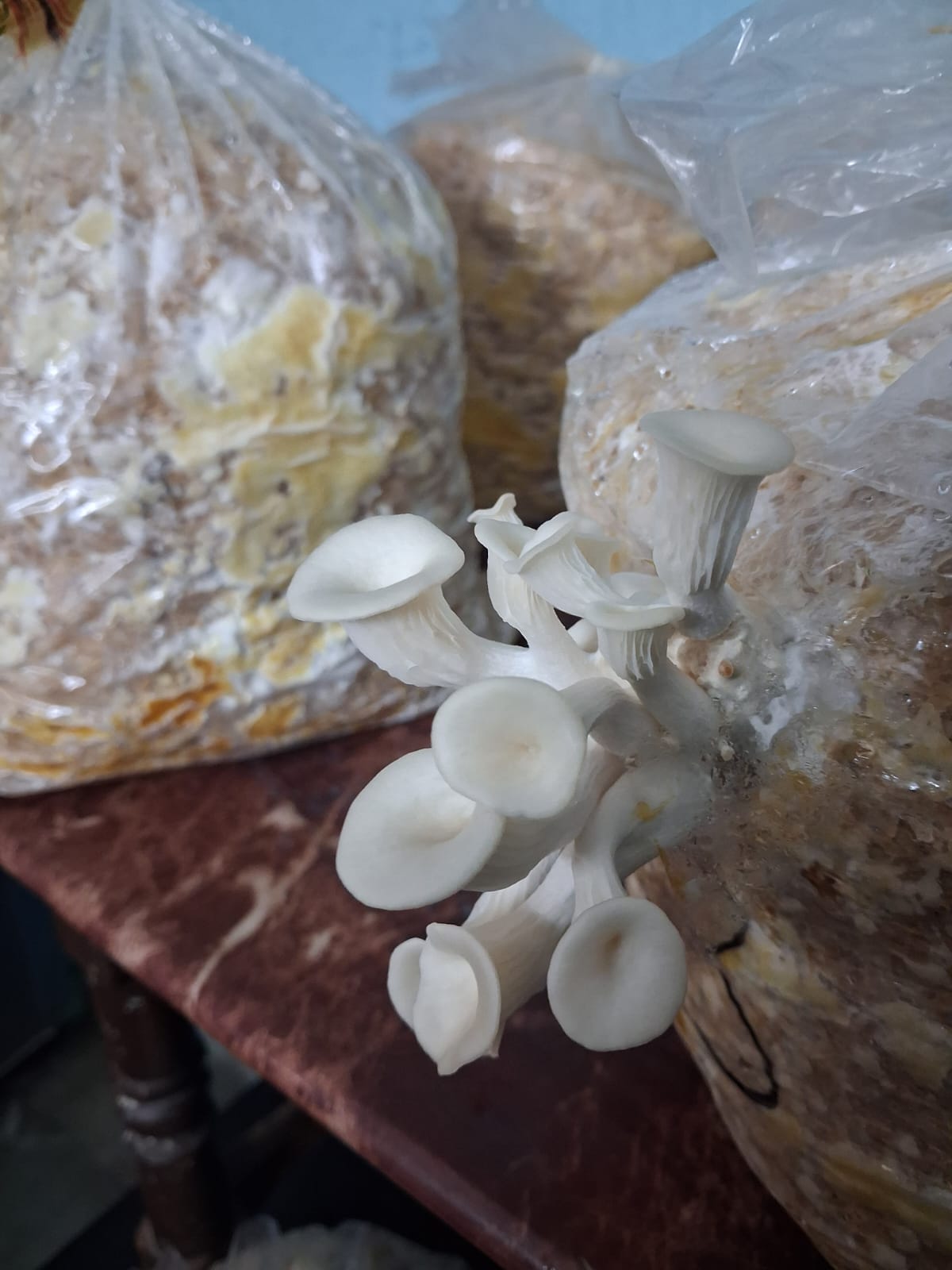 Oyster Mushroom for sale in Ajmer, Rajasthan