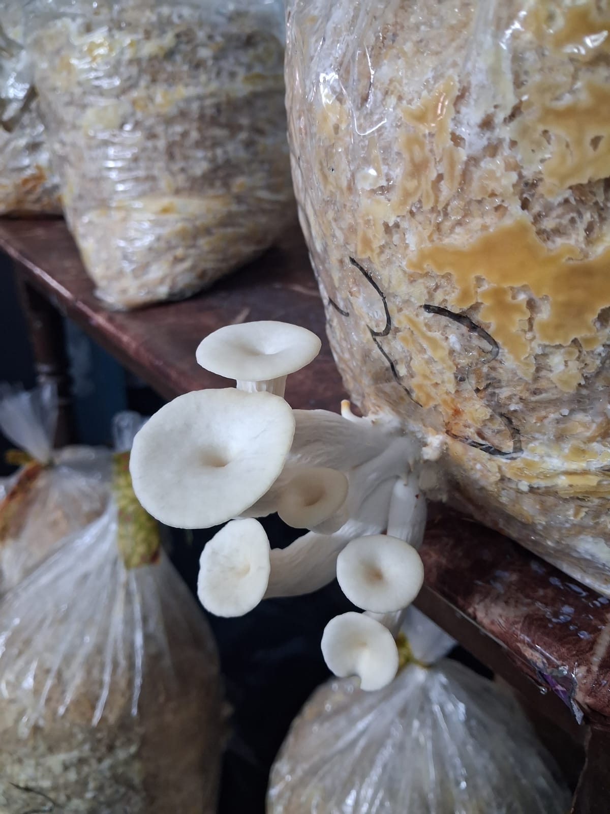 Oyster Mushroom for sale in Ajmer, Rajasthan
