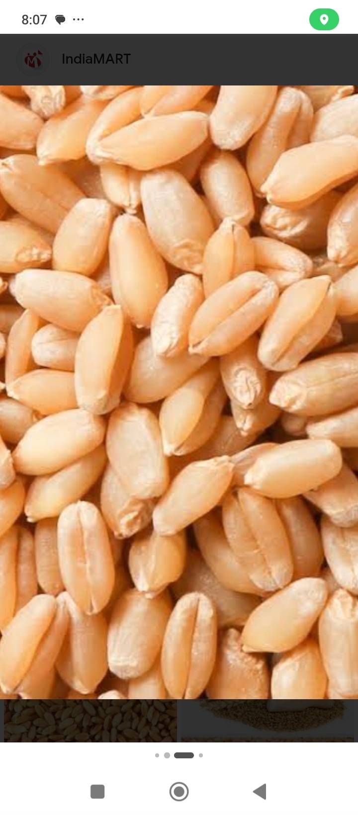 Bread Wheat for sale in Sirsa, Haryana