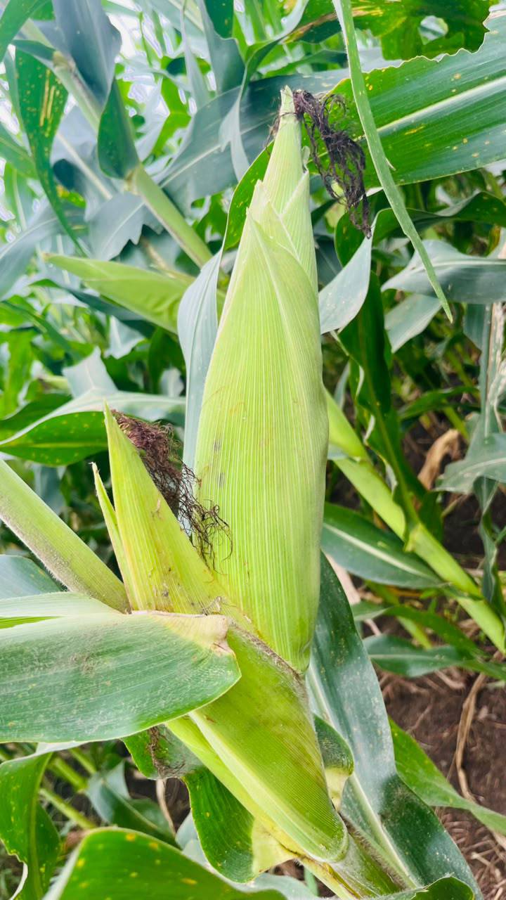 Dent Corn विक्रीसाठी, अशोकनगर, मध्य प्रदेश