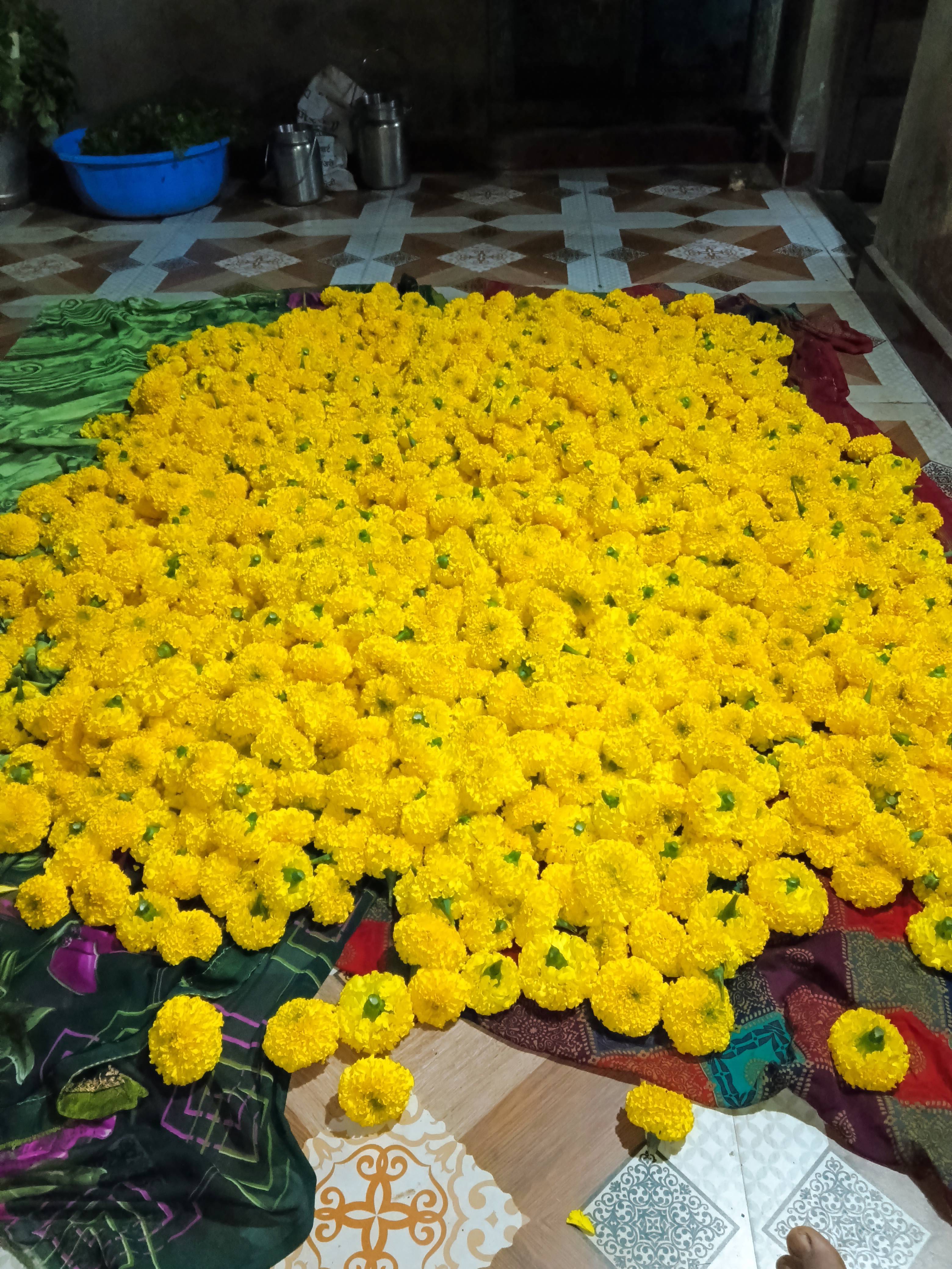 Marigold Yellow Marigold