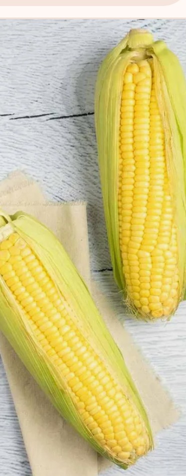 गोड मका SweetCorn