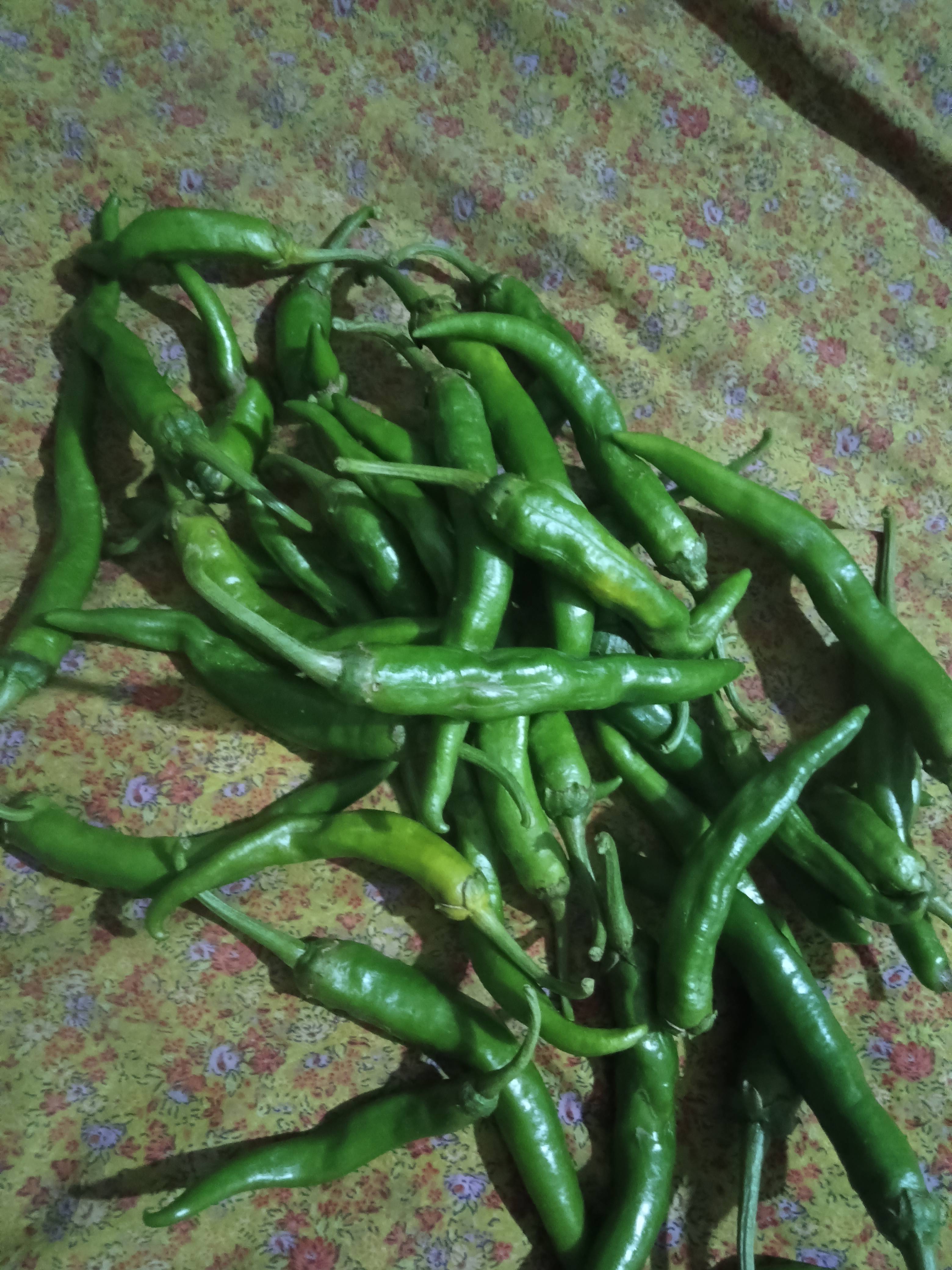Green Chilli बिक्री के लिए, भीलवाड़ा, राजस्थान