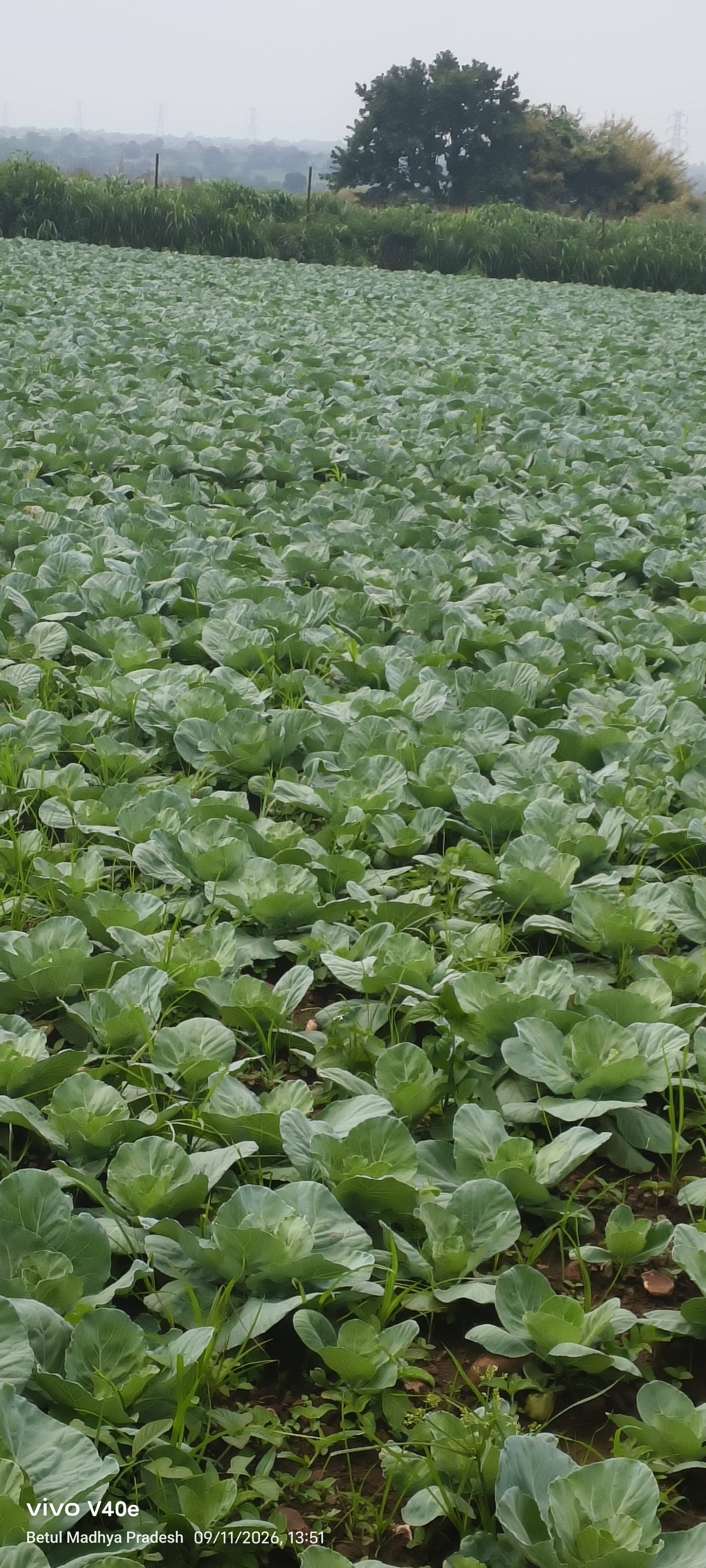 Green Cabbage विक्रीसाठी, बैतूल, मध्य प्रदेश