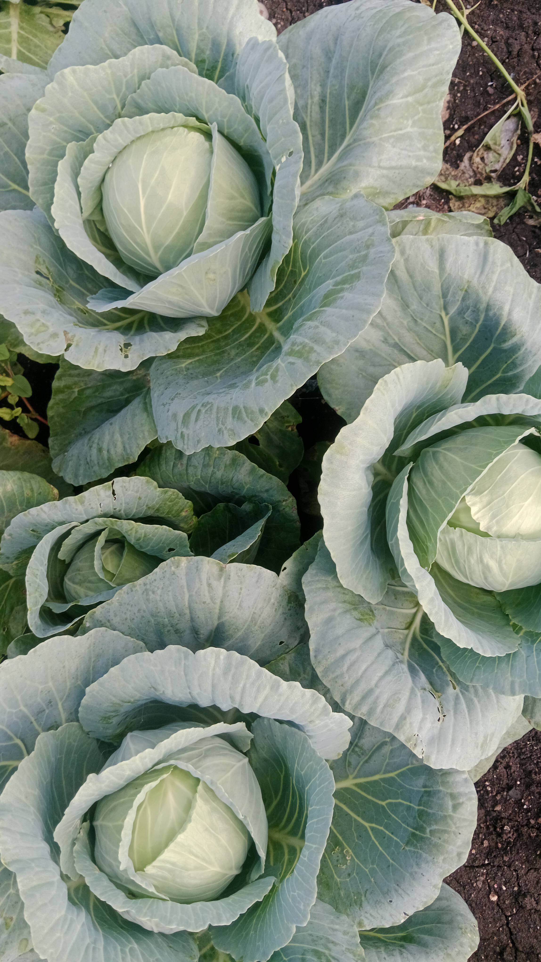 Green Cabbage विक्रीसाठी, नाशिक, महाराष्ट्र