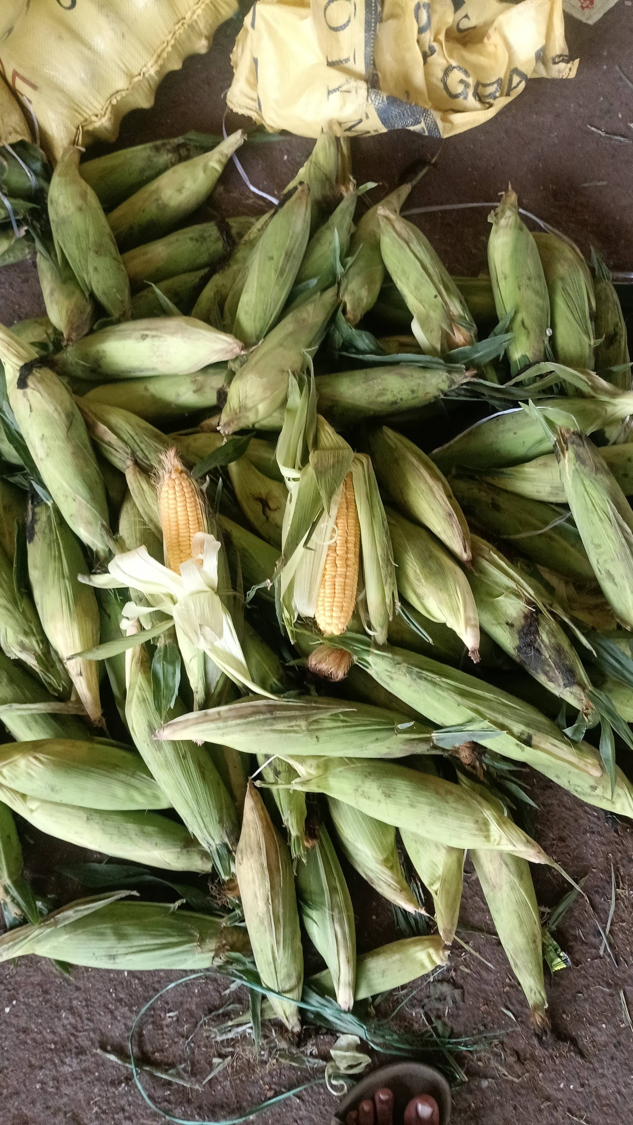 गोड मका SweetCorn