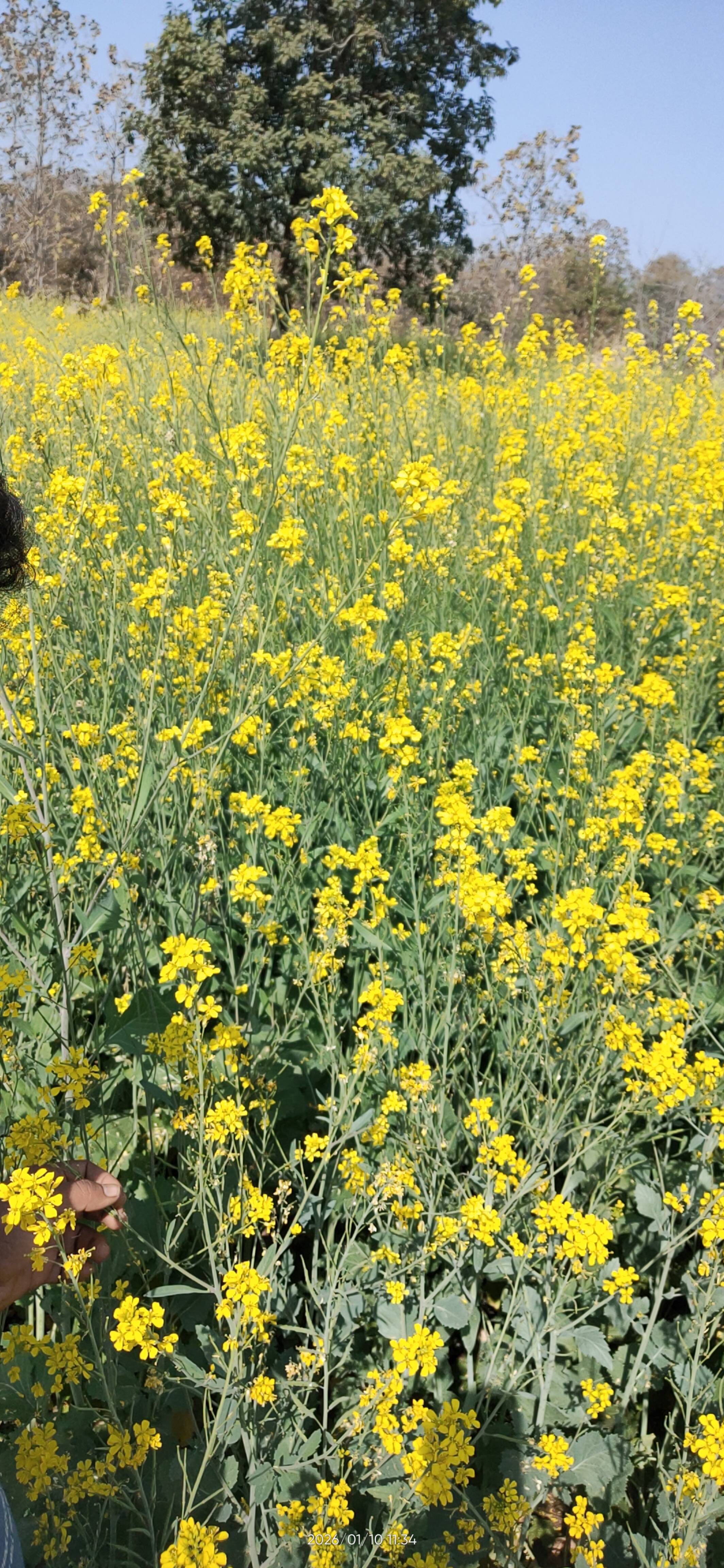 Black Mustard for sale in Seoni, Madhya Pradesh
