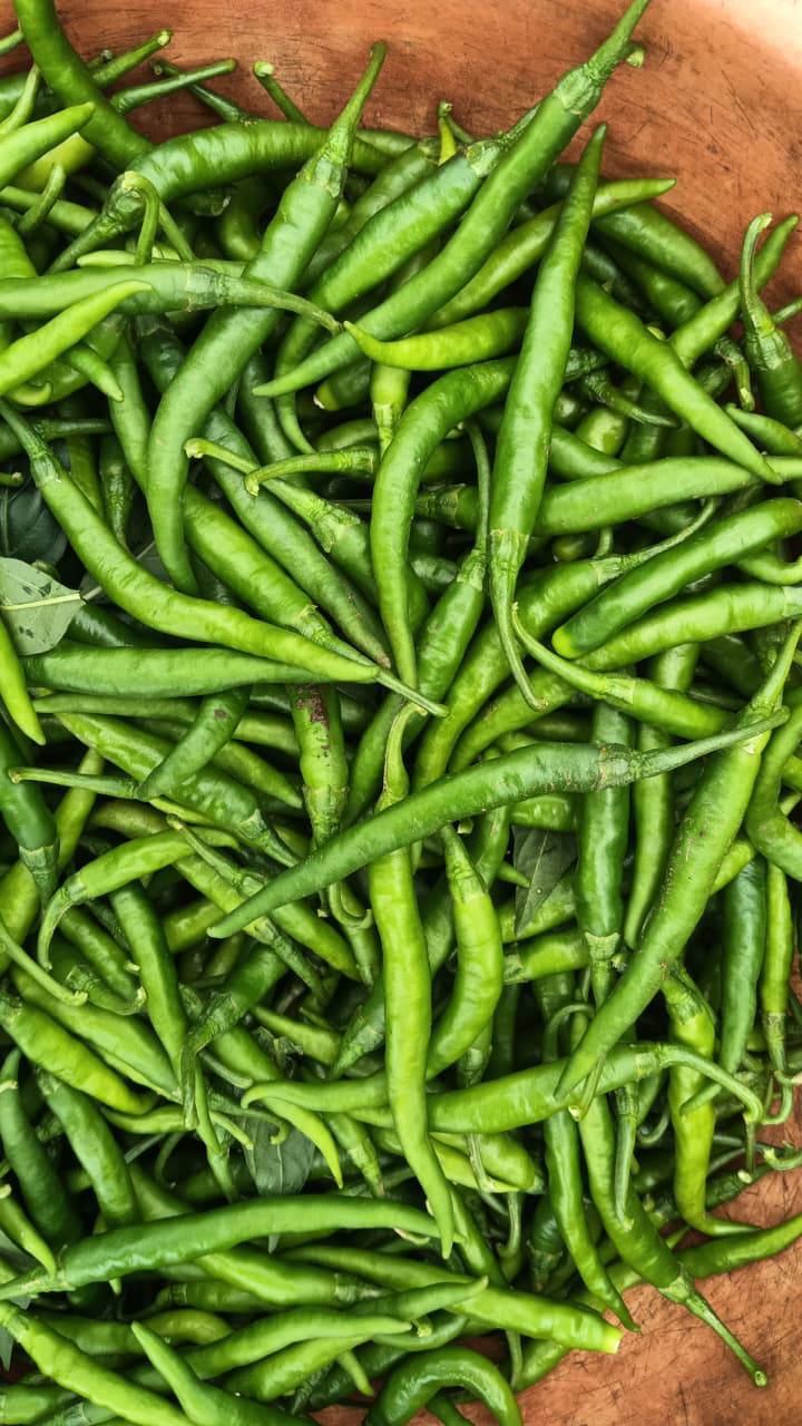 G4 Chilli for sale in Madhya Pradesh