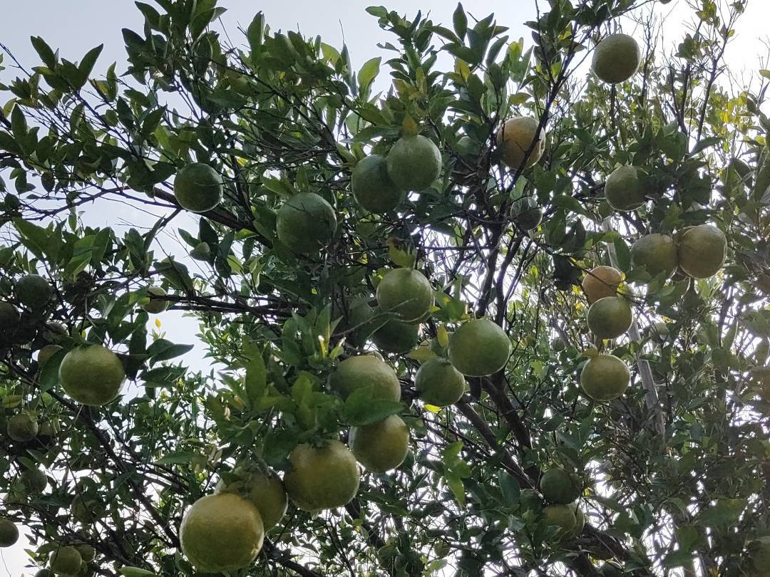 Nagpur Orange विक्रीसाठी, नागपूर, महाराष्ट्र