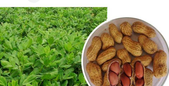 Groundnut (Peanut) Runner