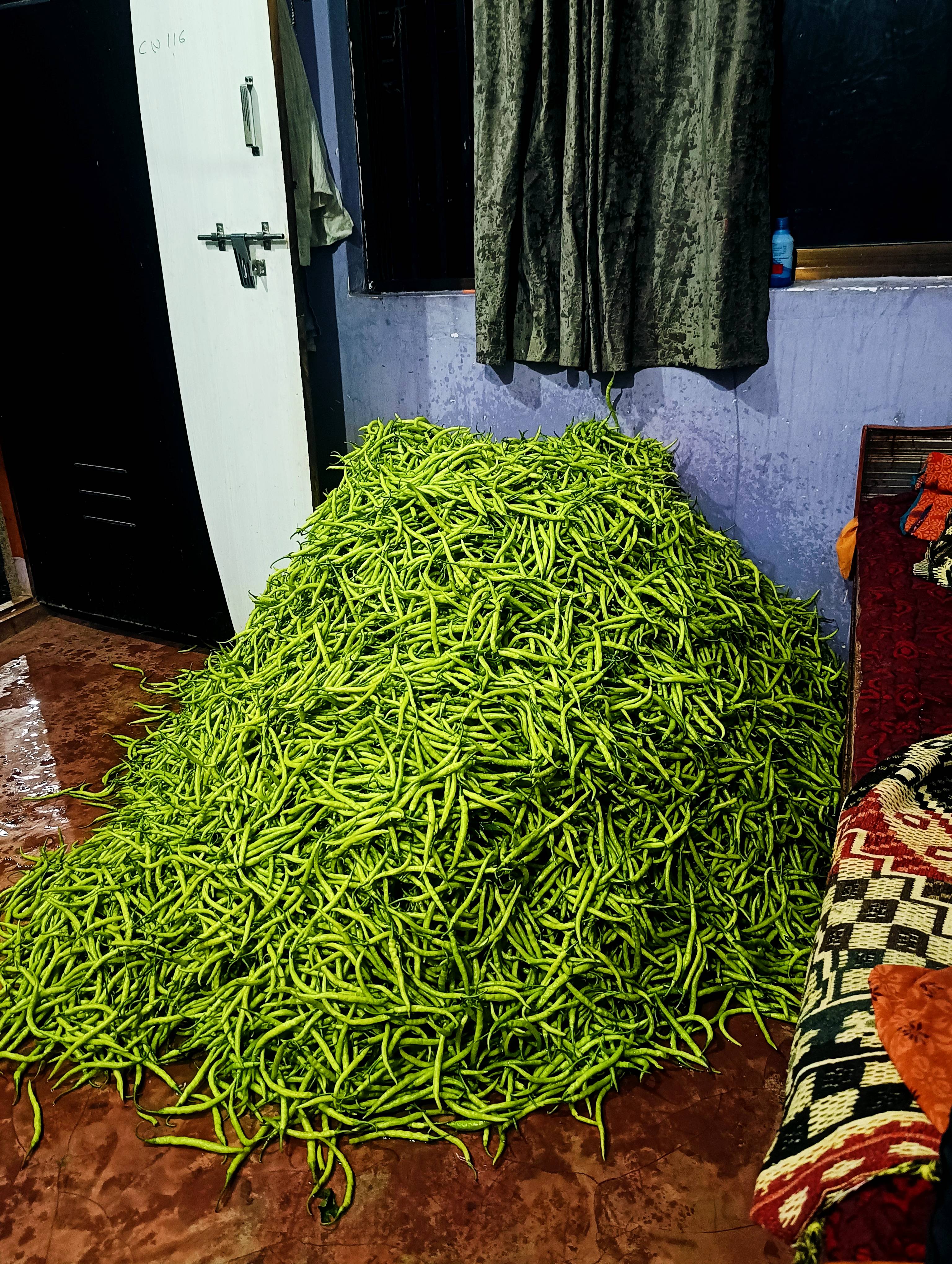 Green Chilli for sale in Yavatmal, Maharashtra