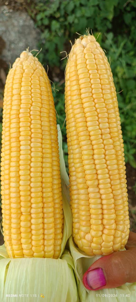 गोड मका SweetCorn