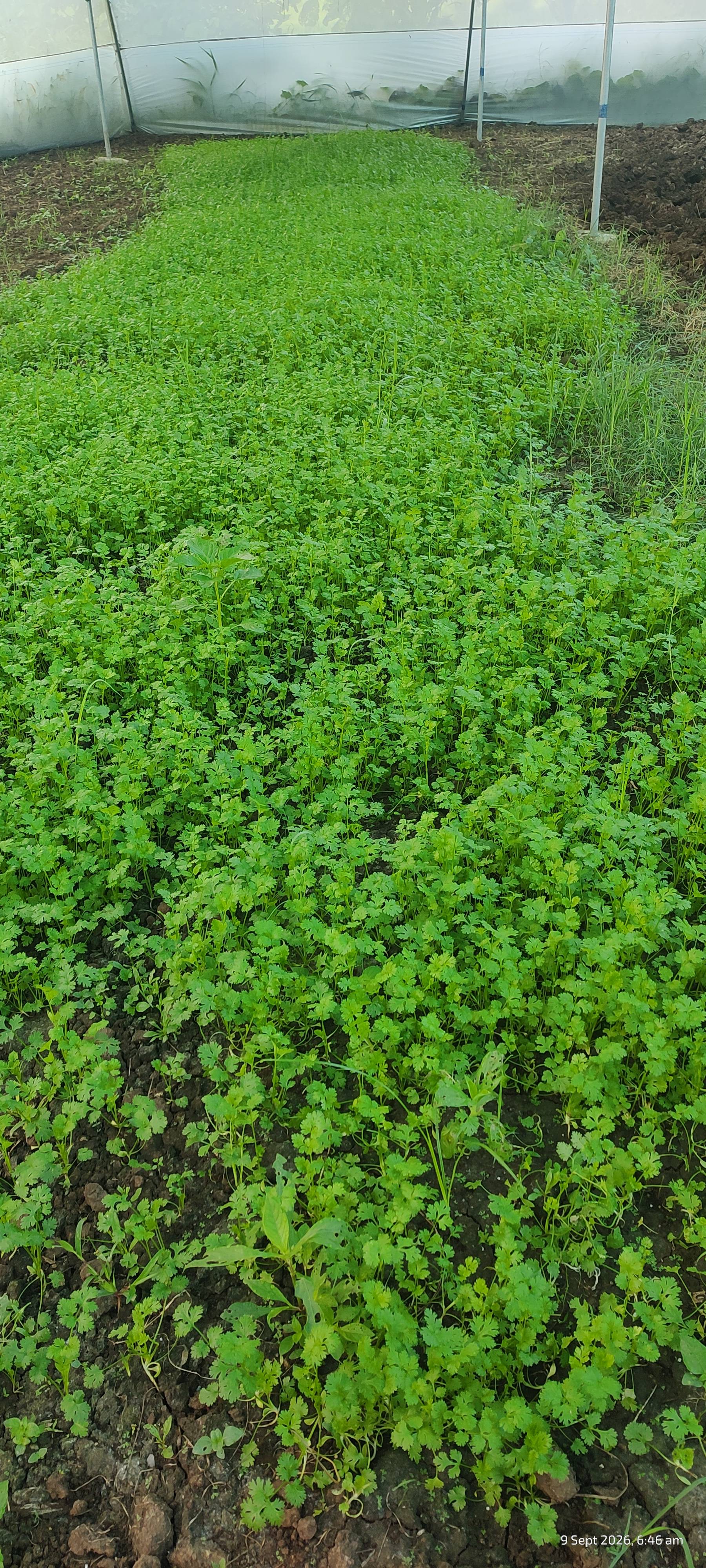 कोथिंबीर Coriander Leave
