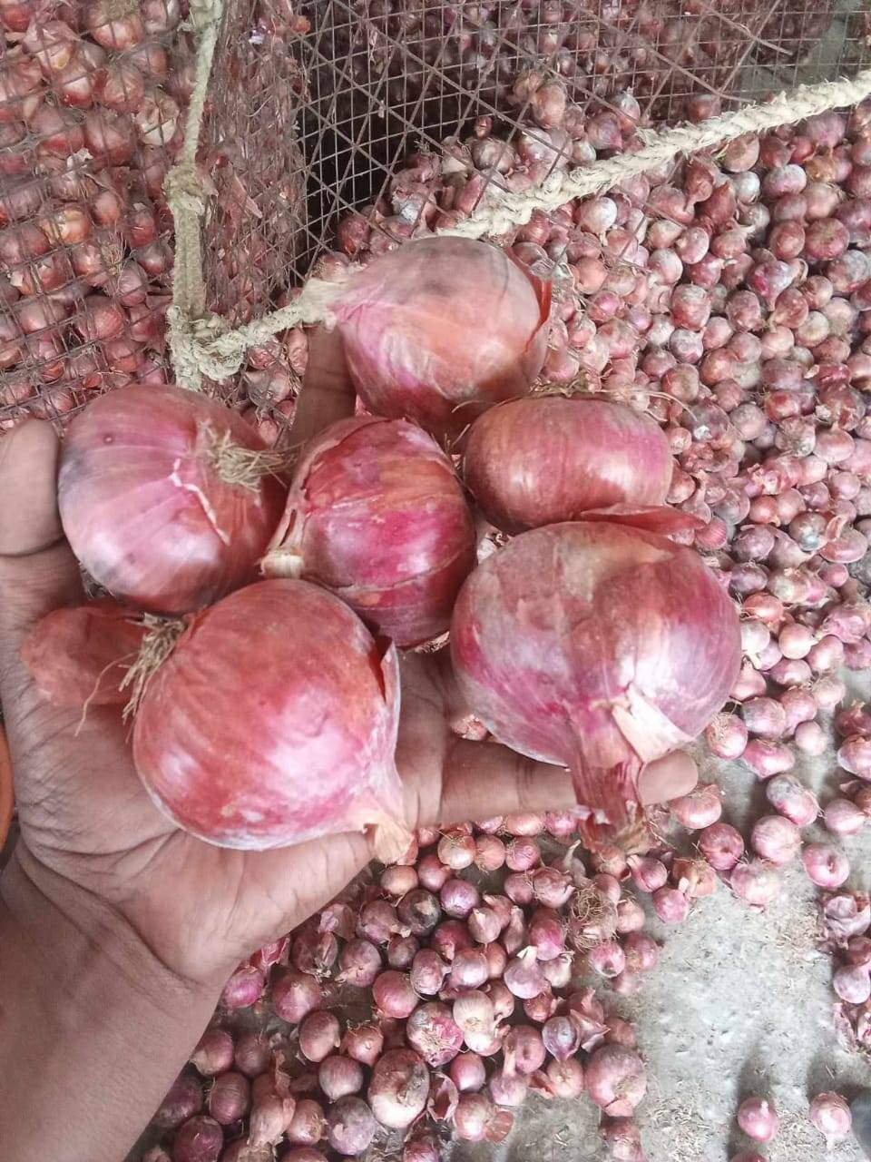 Red Onion for sale in Indore, Madhya Pradesh