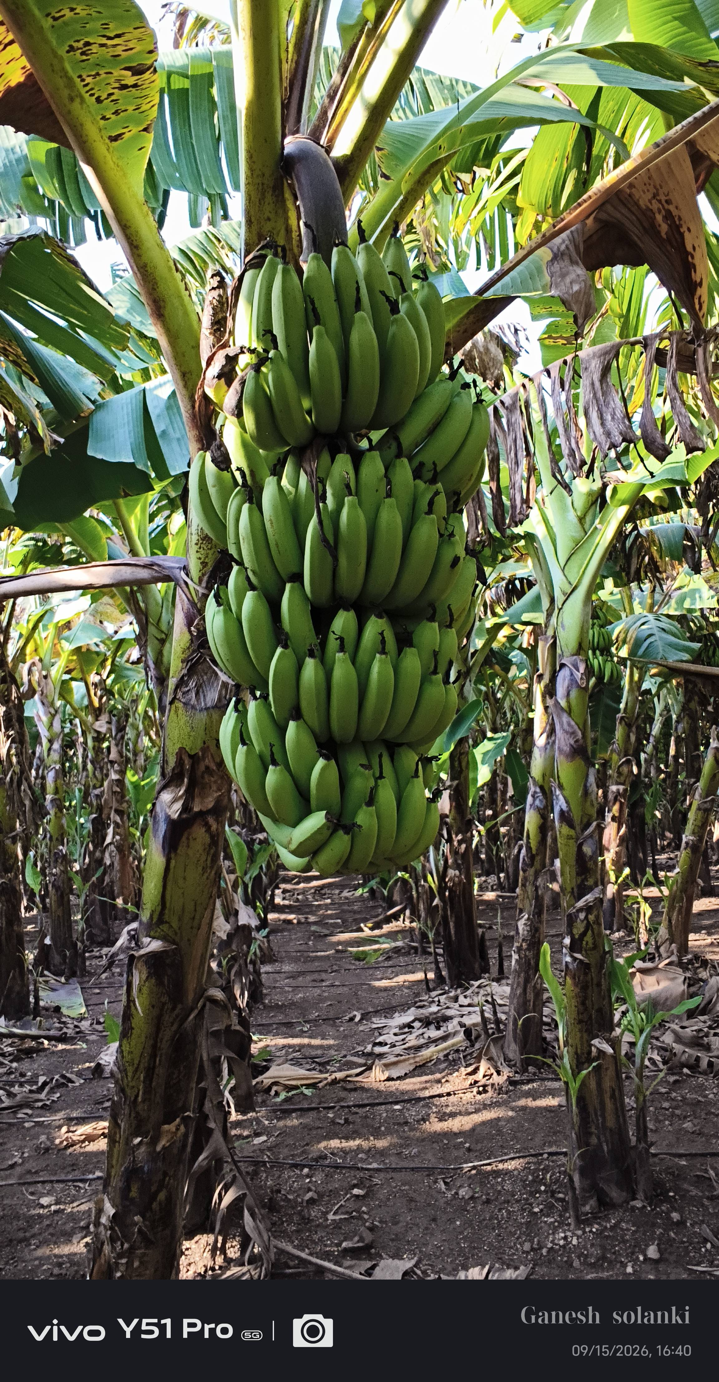 Green Banana for sale in Jalgaon, Maharashtra