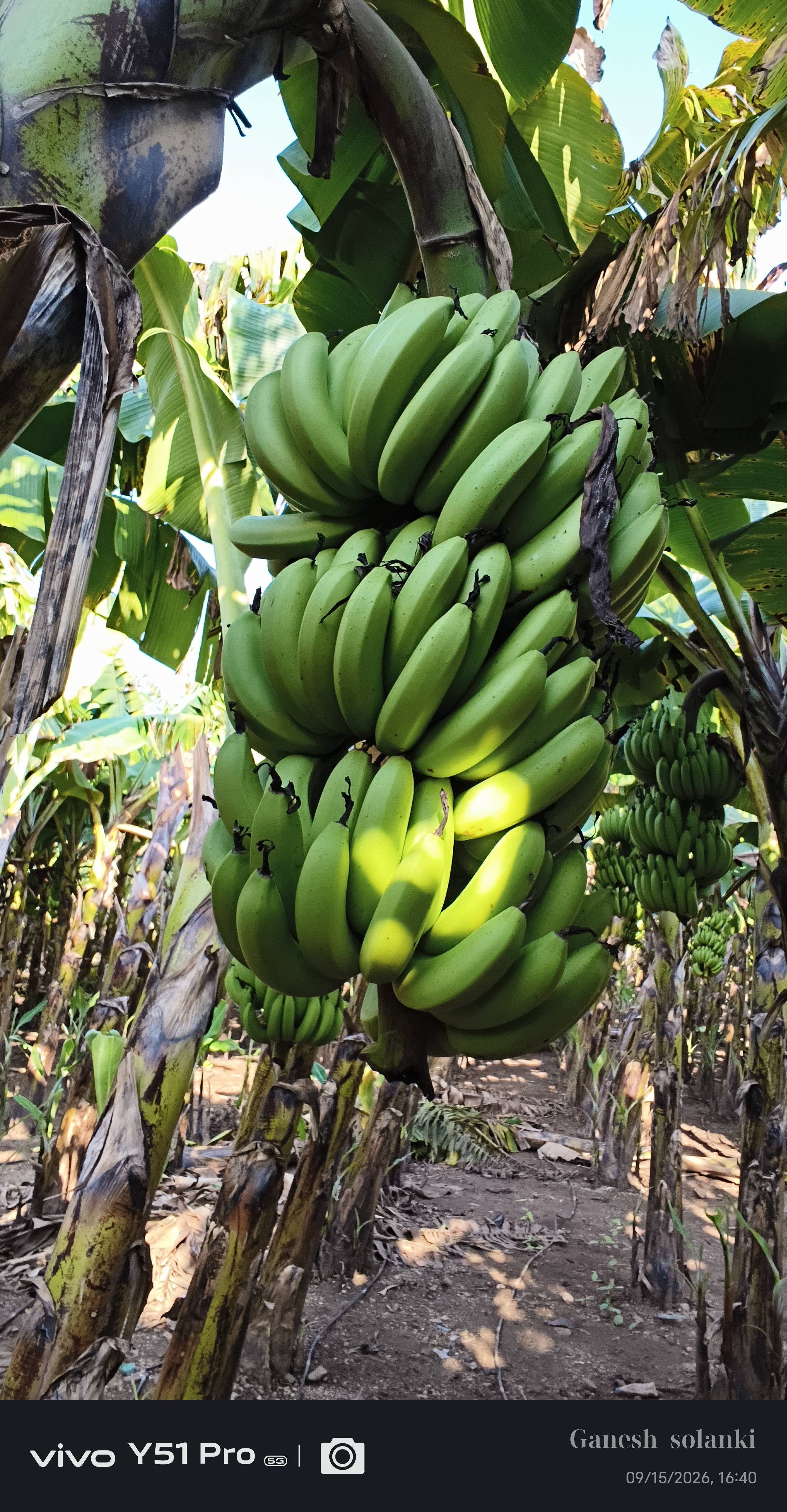 Green Banana for sale in Jalgaon, Maharashtra