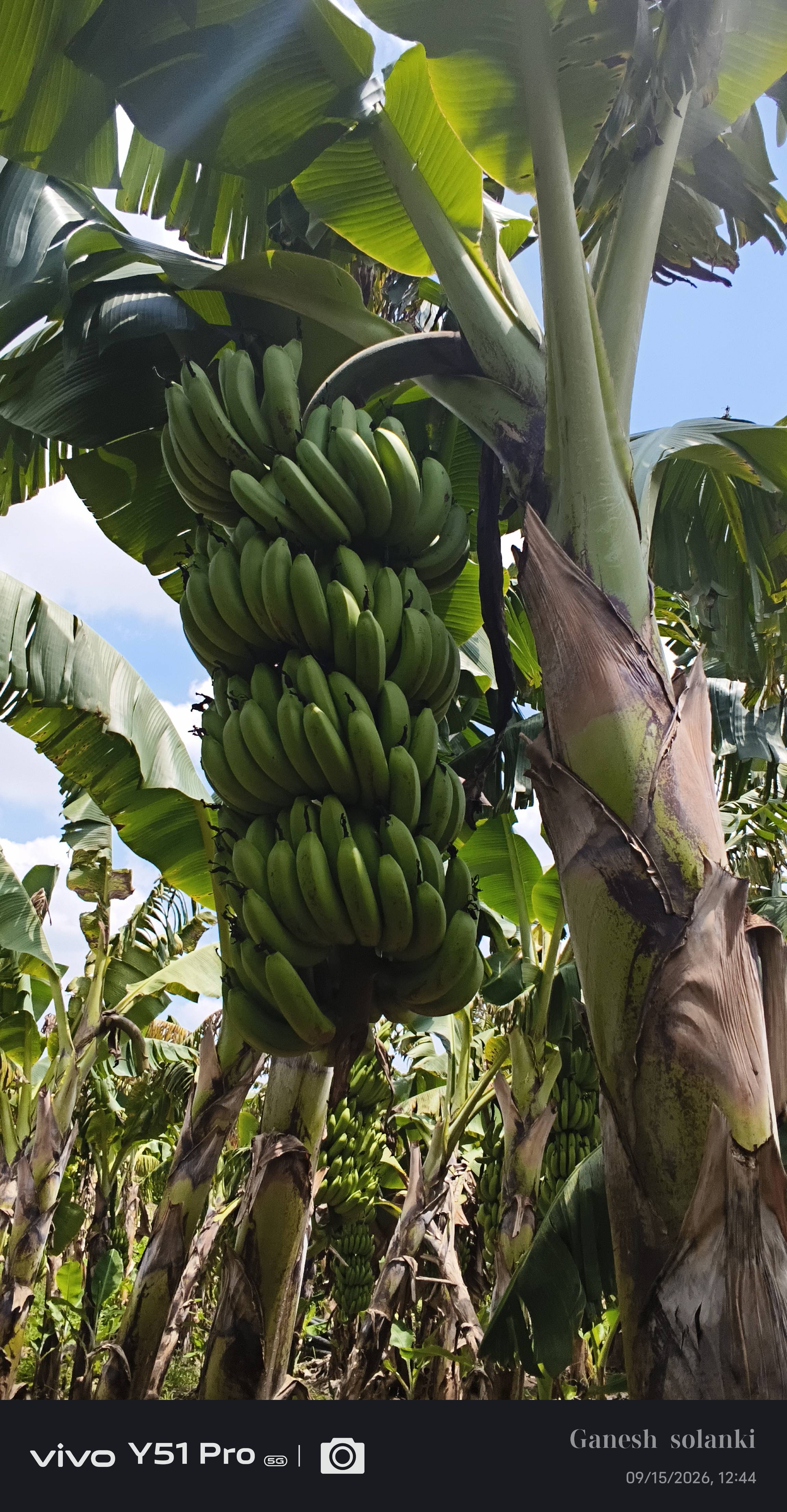Green Banana विक्रीसाठी, जळगाव, महाराष्ट्र