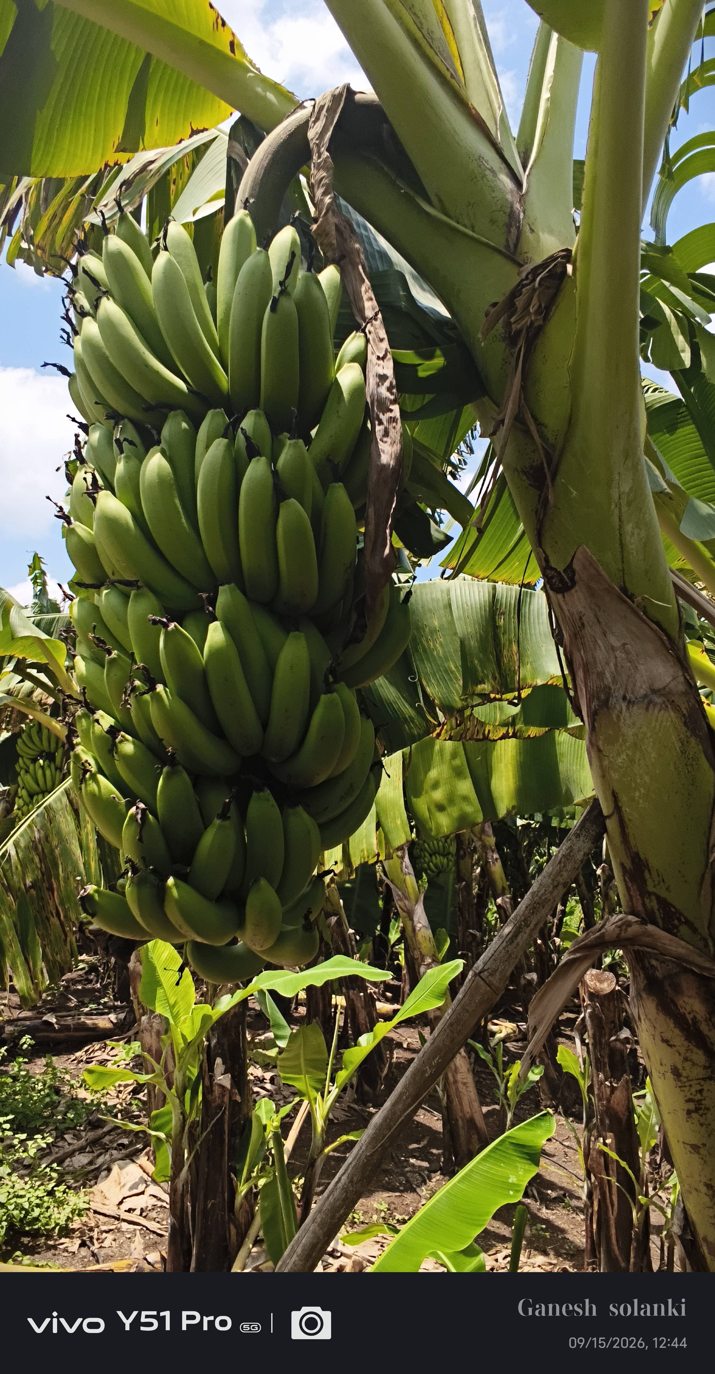 Banana Green Banana