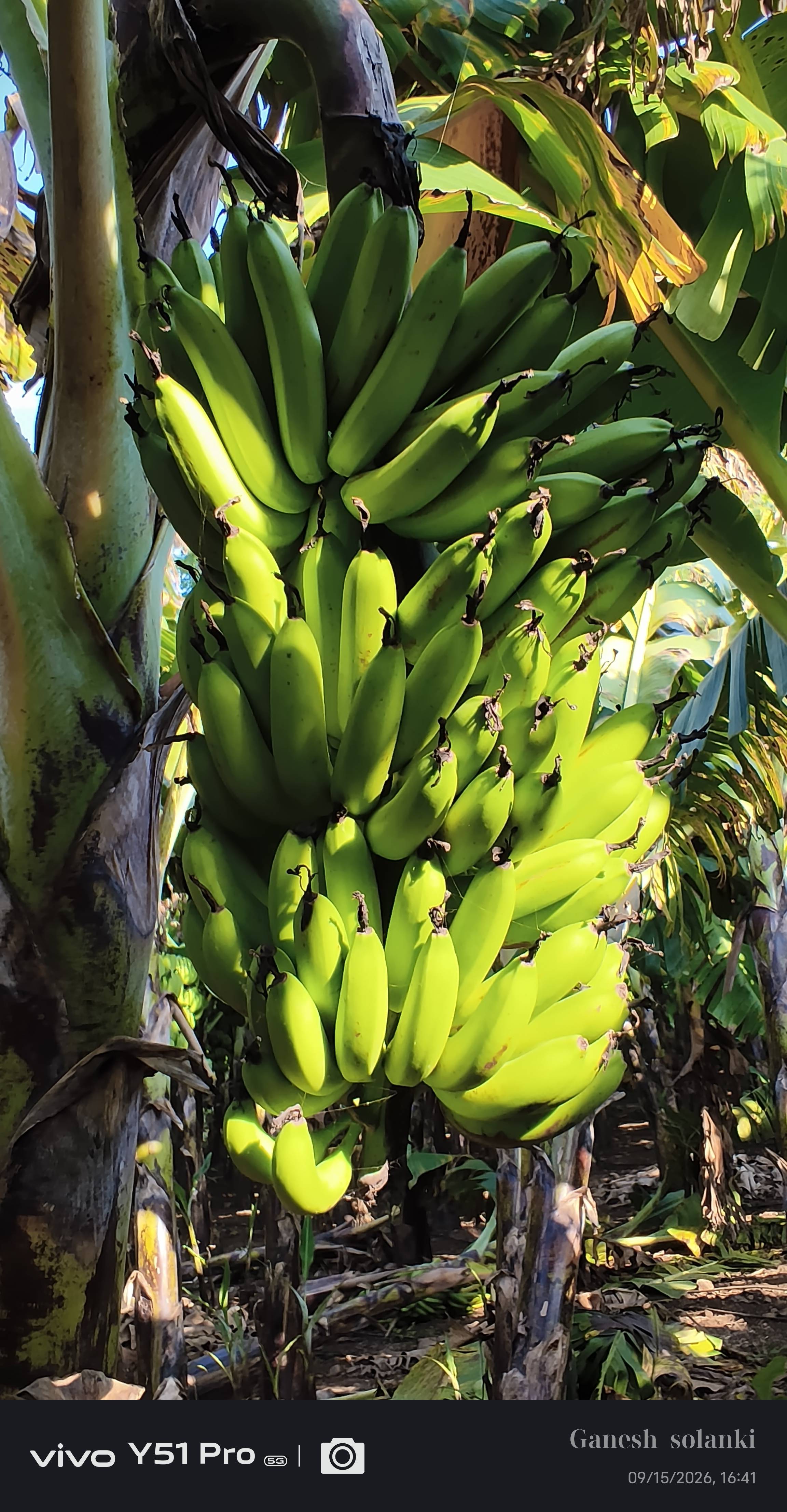 Banana Green Banana