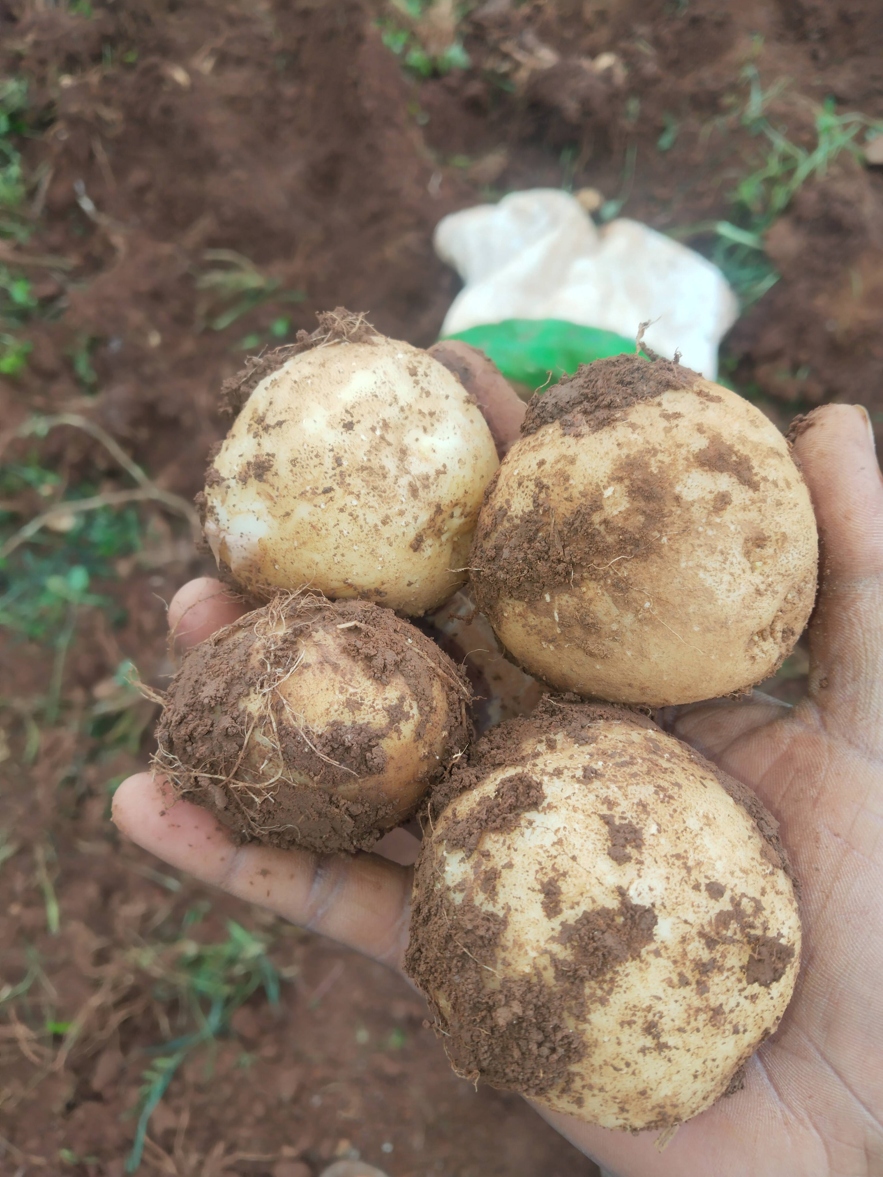 Kufri Jyoti बिक्री के लिए, सरगुजा, छत्तीसगढ़